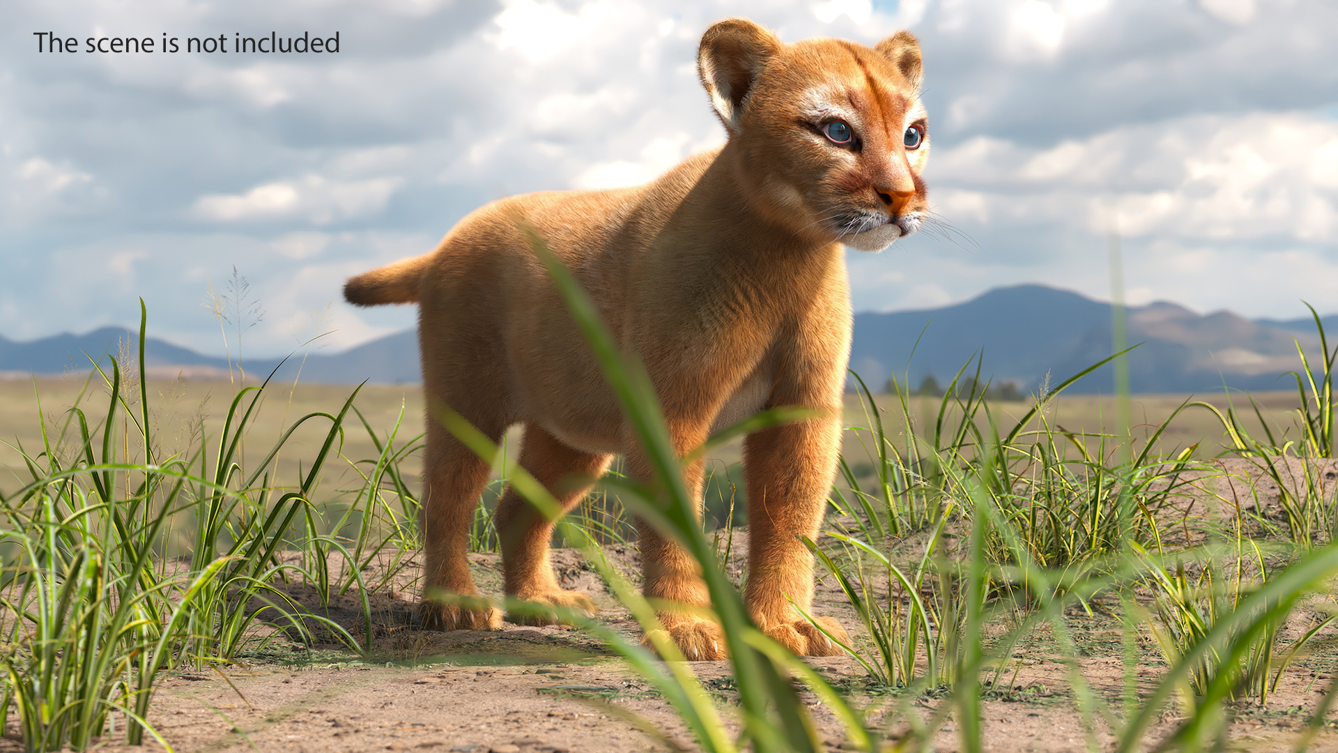 3D Puma Cub Standing Pose with Fur