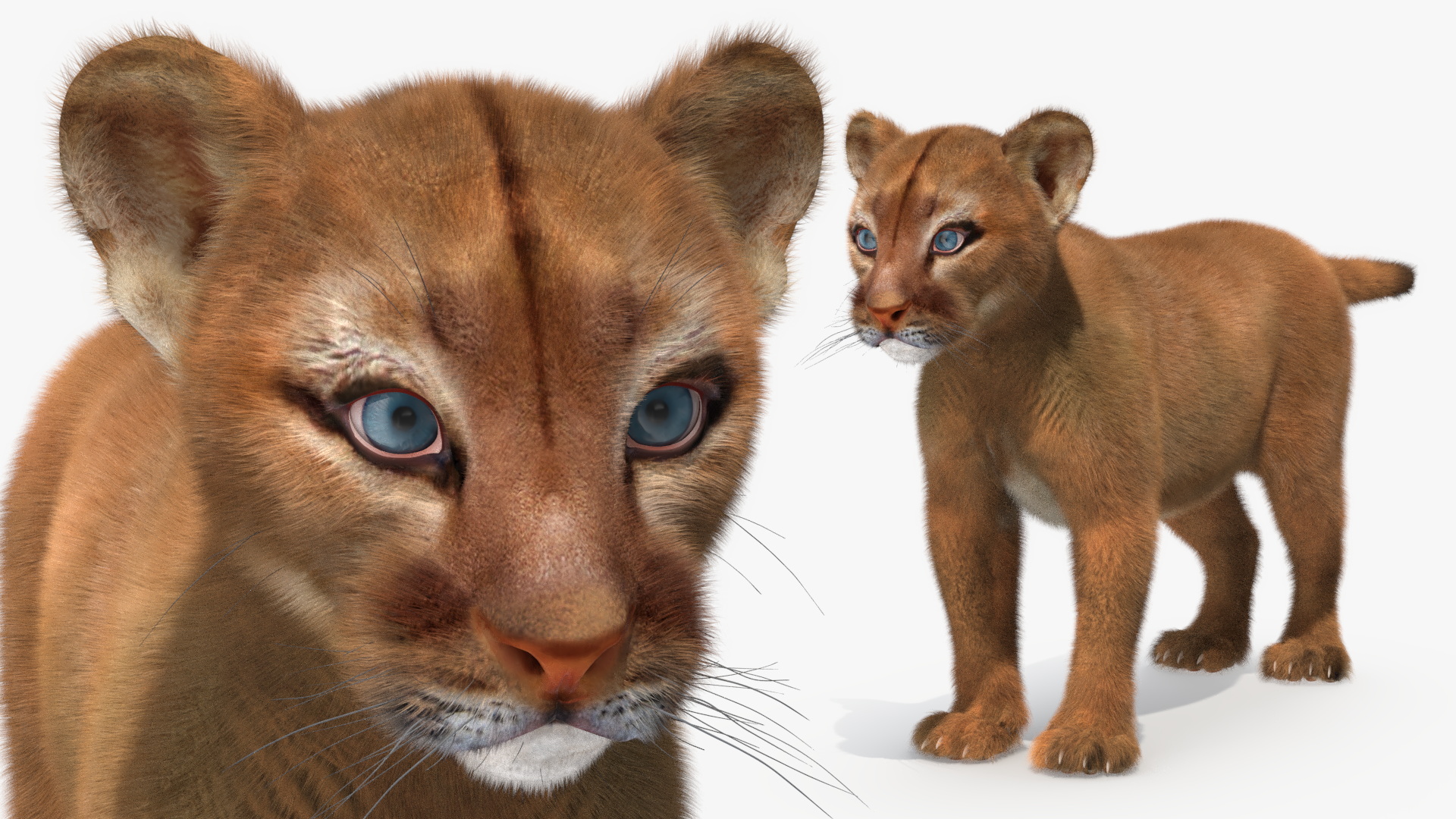 3D Puma Cub Standing Pose with Fur