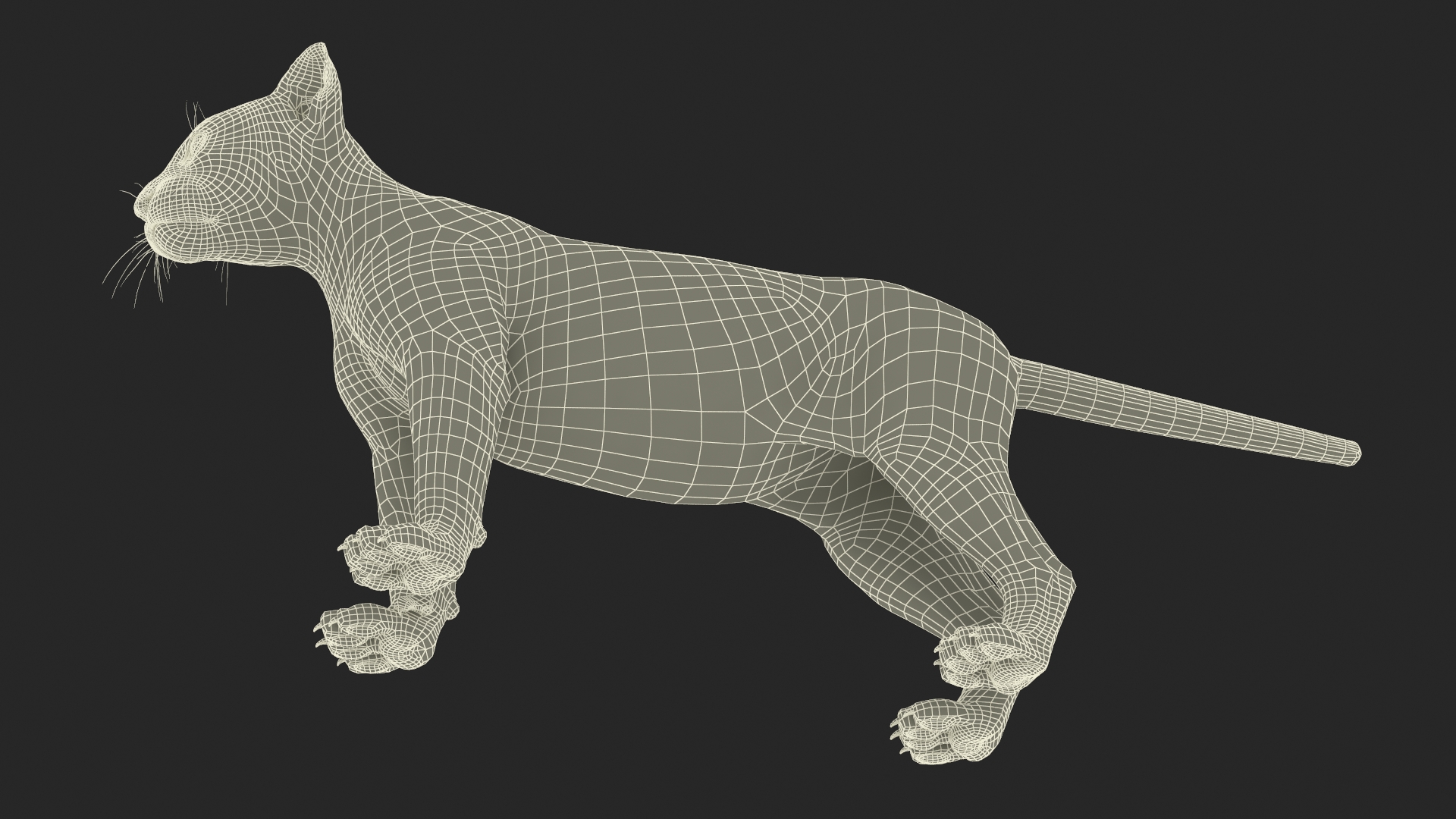 3D Puma Cub Standing Pose with Fur