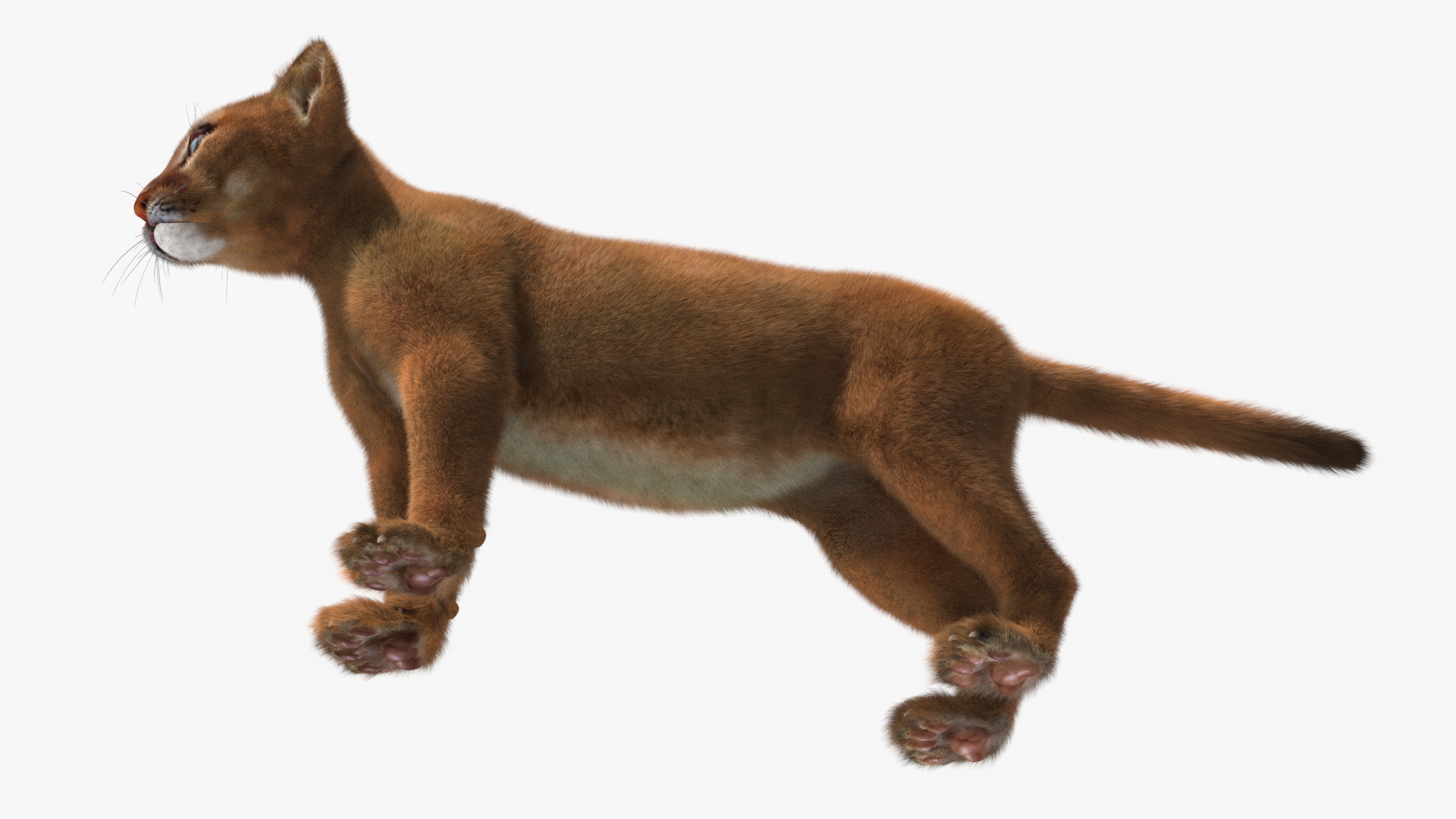 3D Puma Cub Standing Pose with Fur