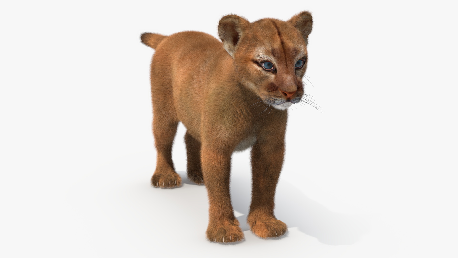 3D Puma Cub Standing Pose with Fur