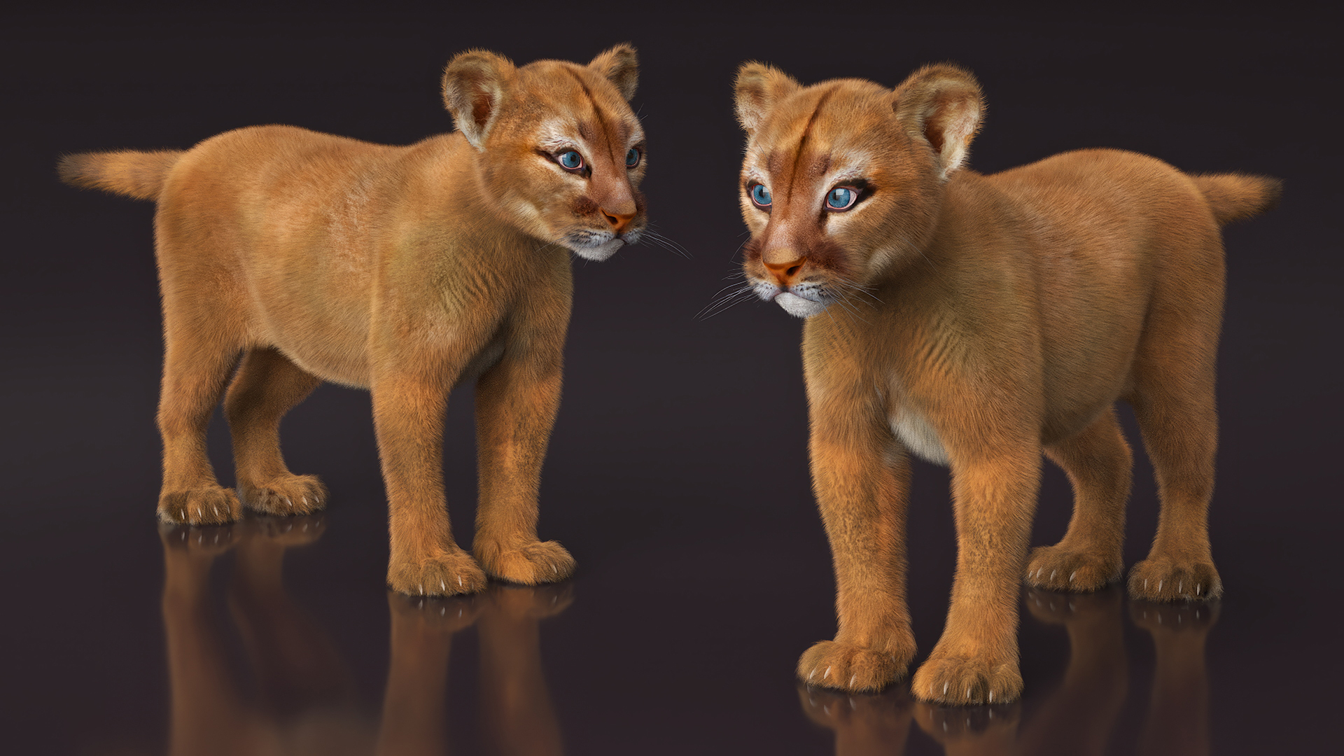 3D Puma Cub Standing Pose with Fur