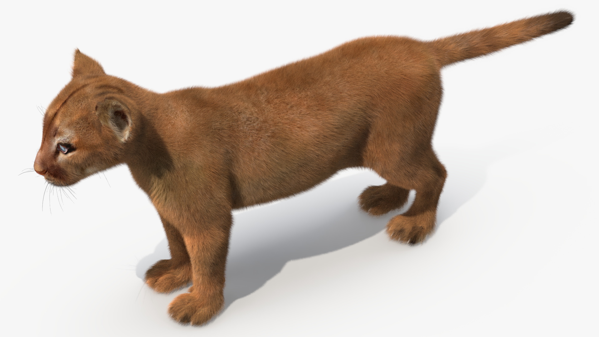3D Puma Cub Standing Pose with Fur