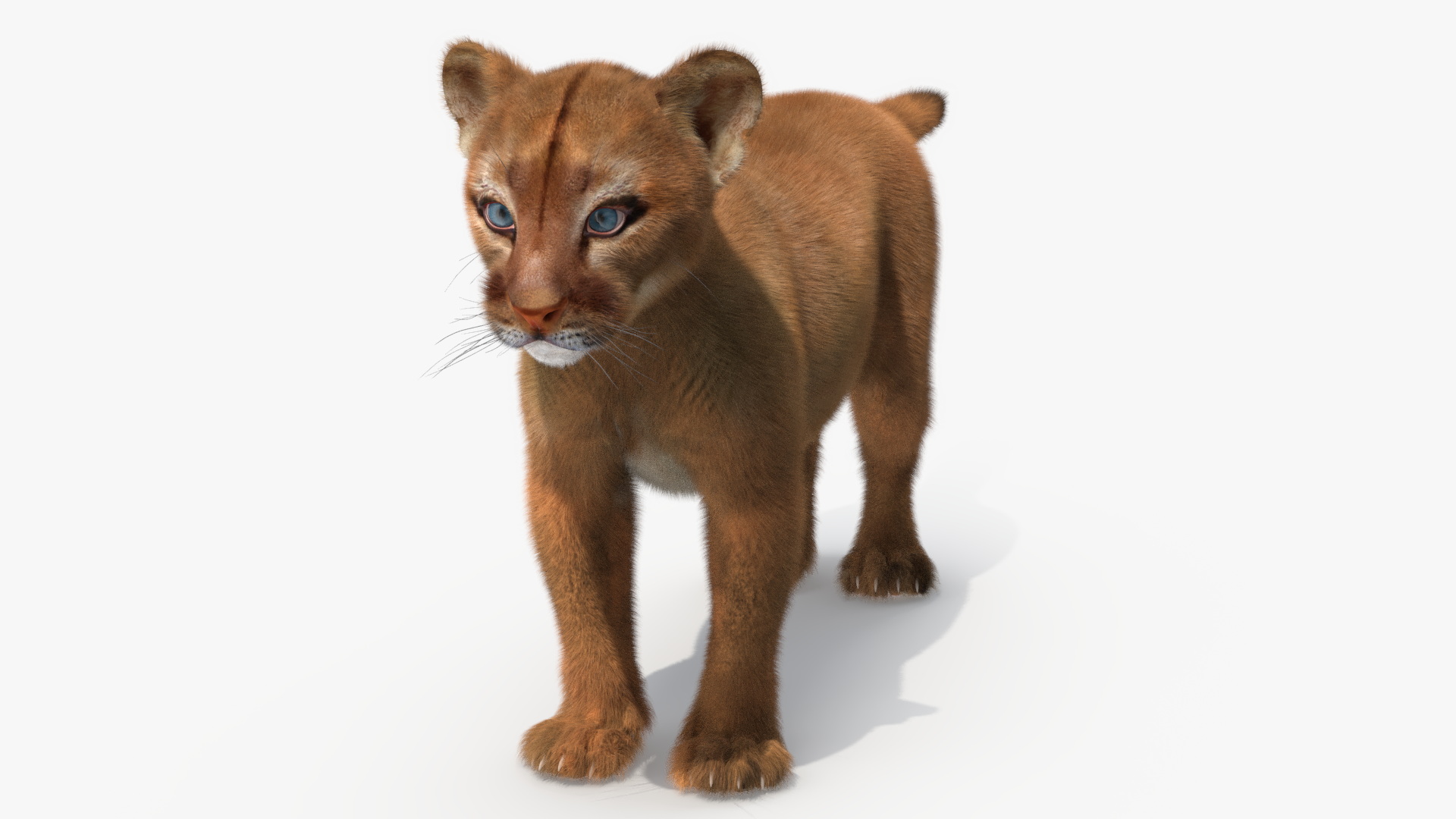 3D Puma Cub Standing Pose with Fur
