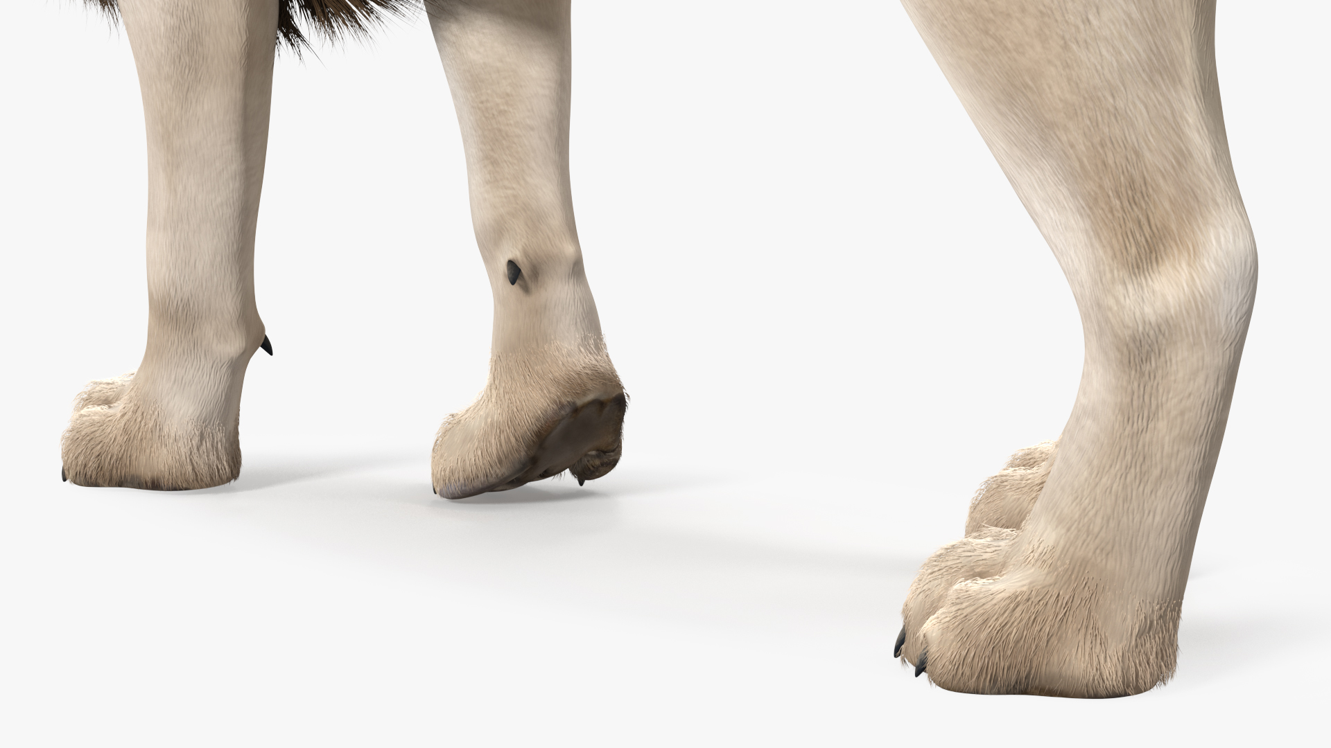 White Male Lion Walking Pose Fur 3D