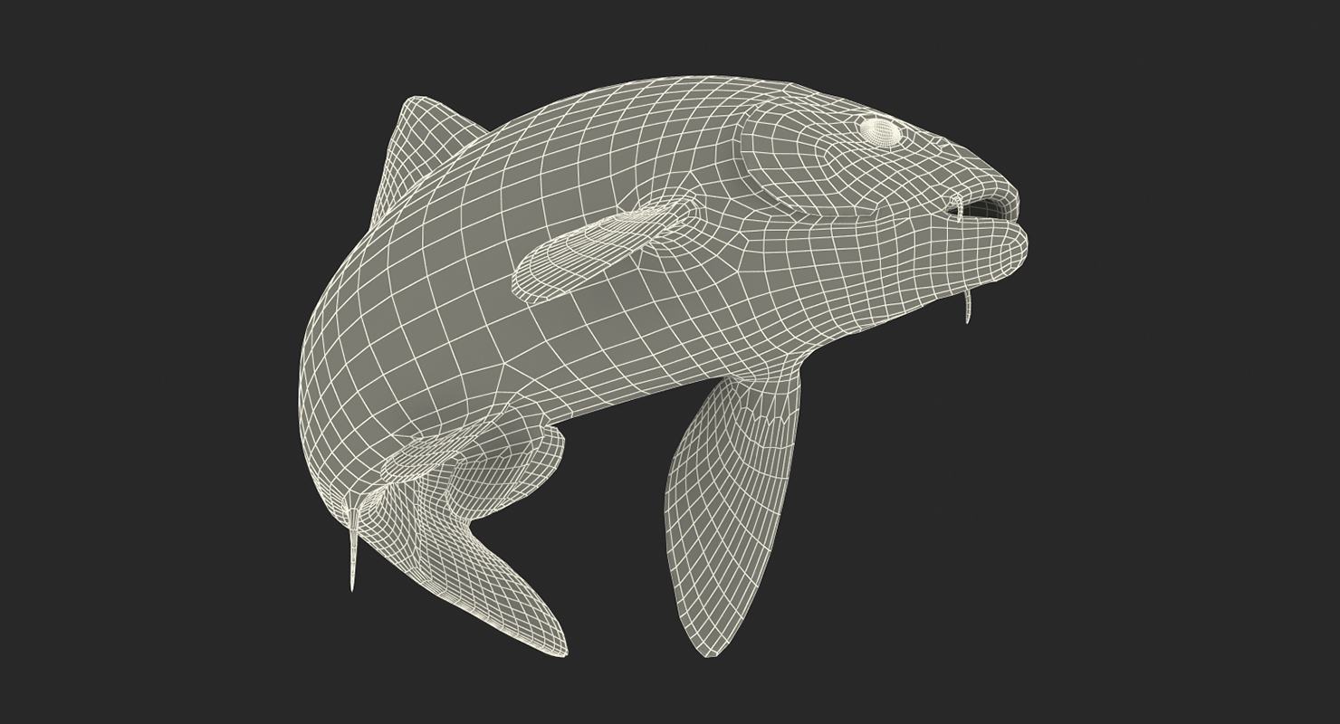 3D Koi Fish Swiming Pose