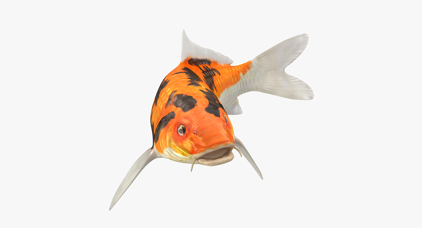 3D Koi Fish Swiming Pose