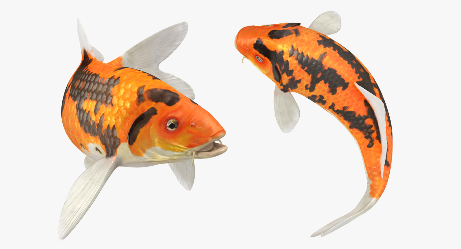 3D Koi Fish Swiming Pose
