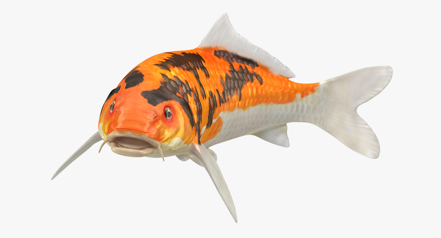 3D Koi Fish Swiming Pose