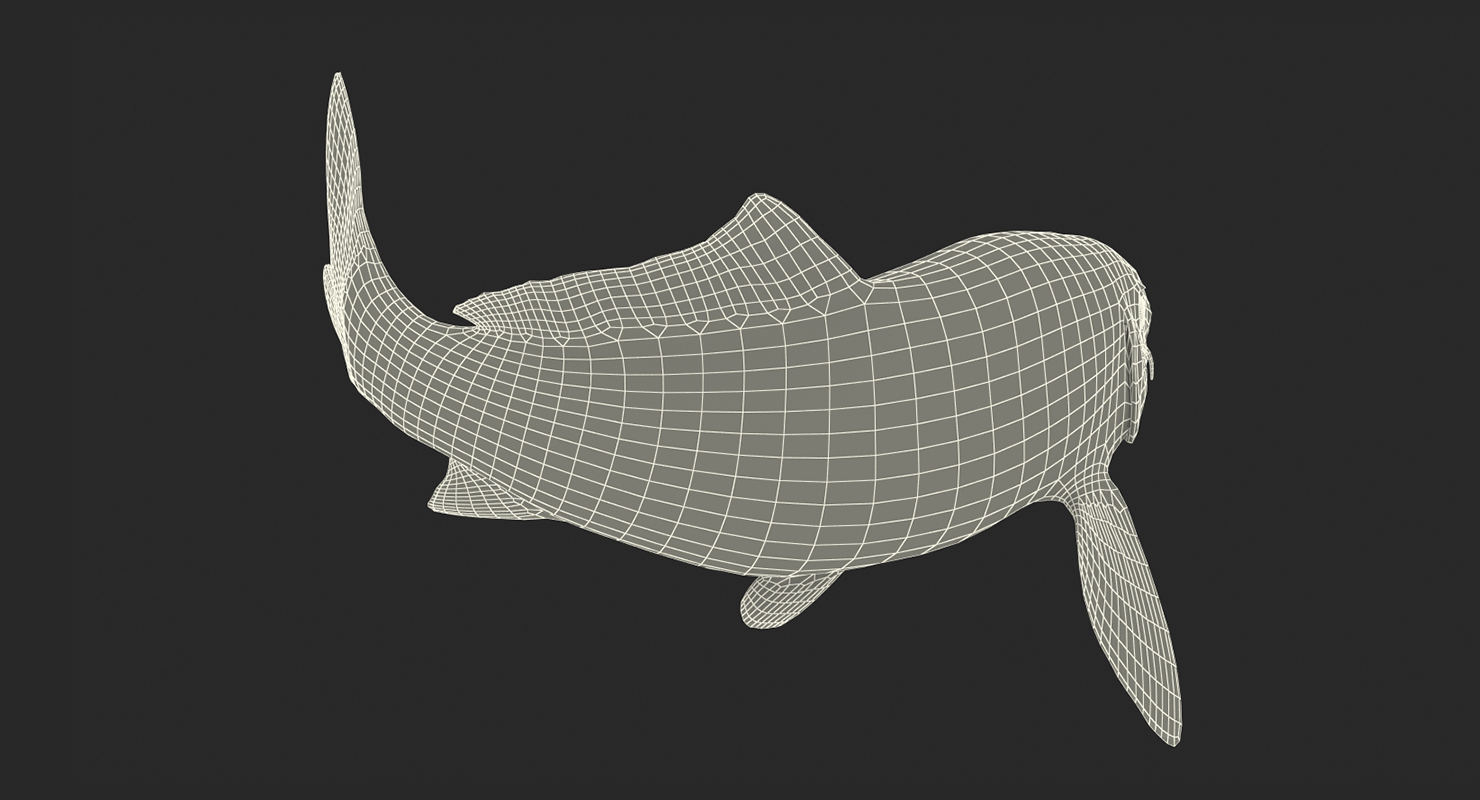 3D Koi Fish Swiming Pose