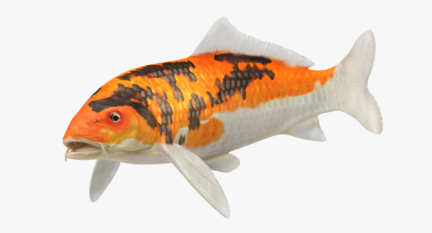 3D Koi Fish Swiming Pose