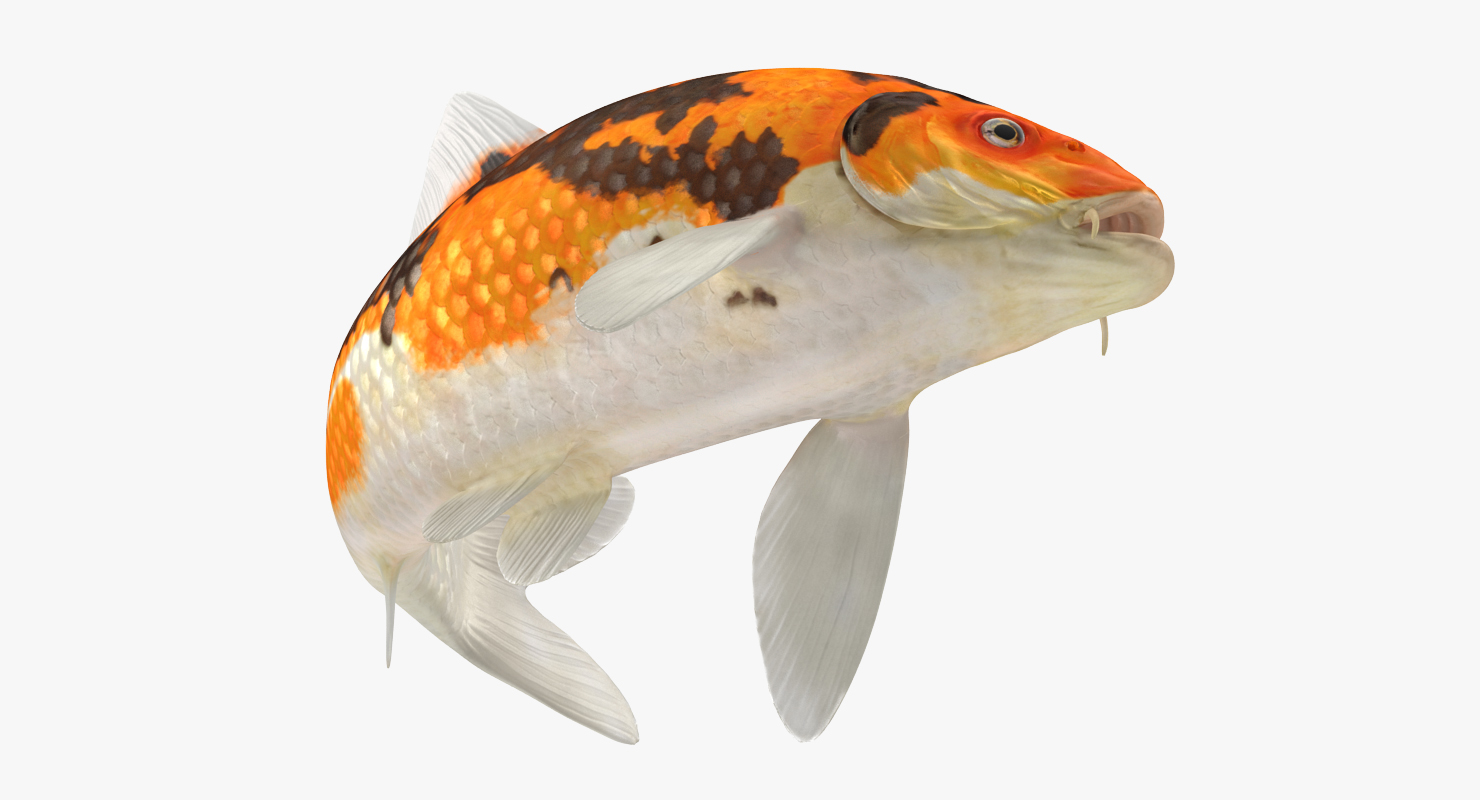 3D Koi Fish Swiming Pose