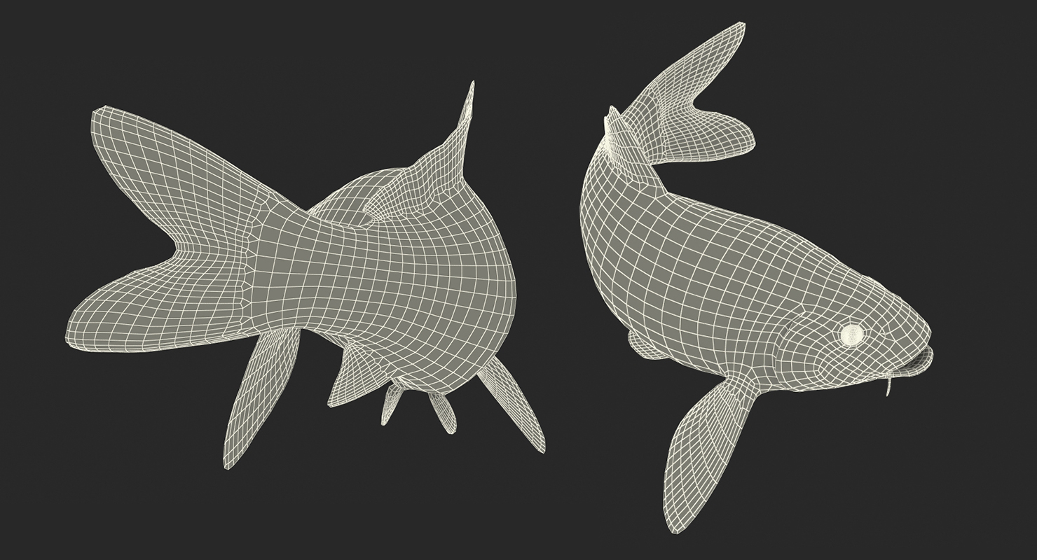 3D Koi Fish Swiming Pose
