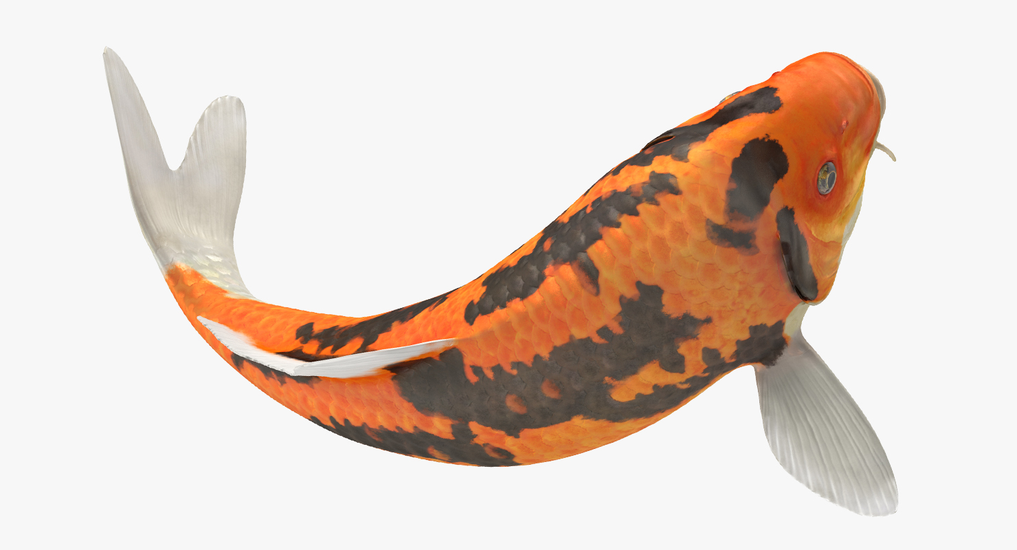 3D Koi Fish Swiming Pose