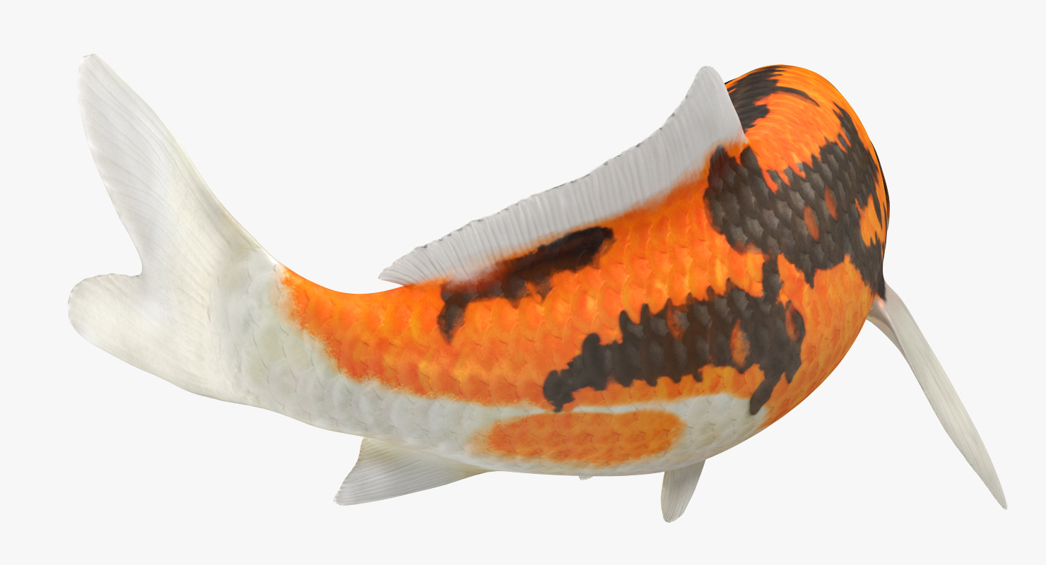 3D Koi Fish Swiming Pose
