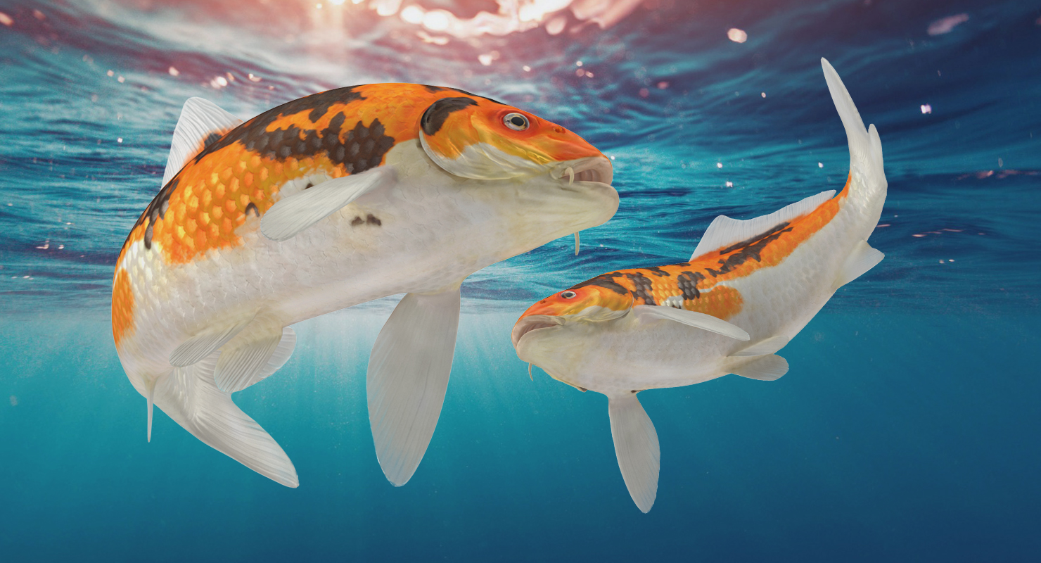 3D Koi Fish Swiming Pose