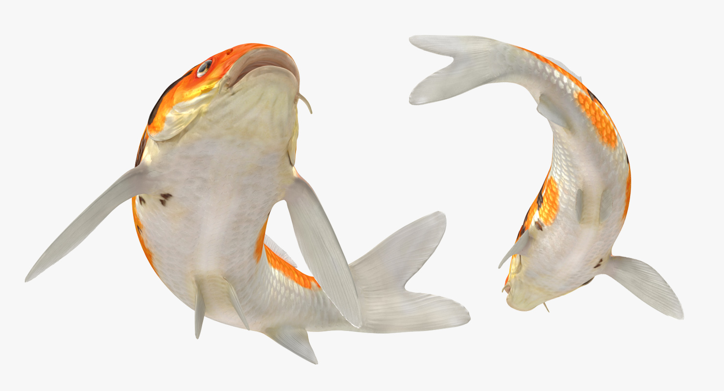 3D Koi Fish Swiming Pose