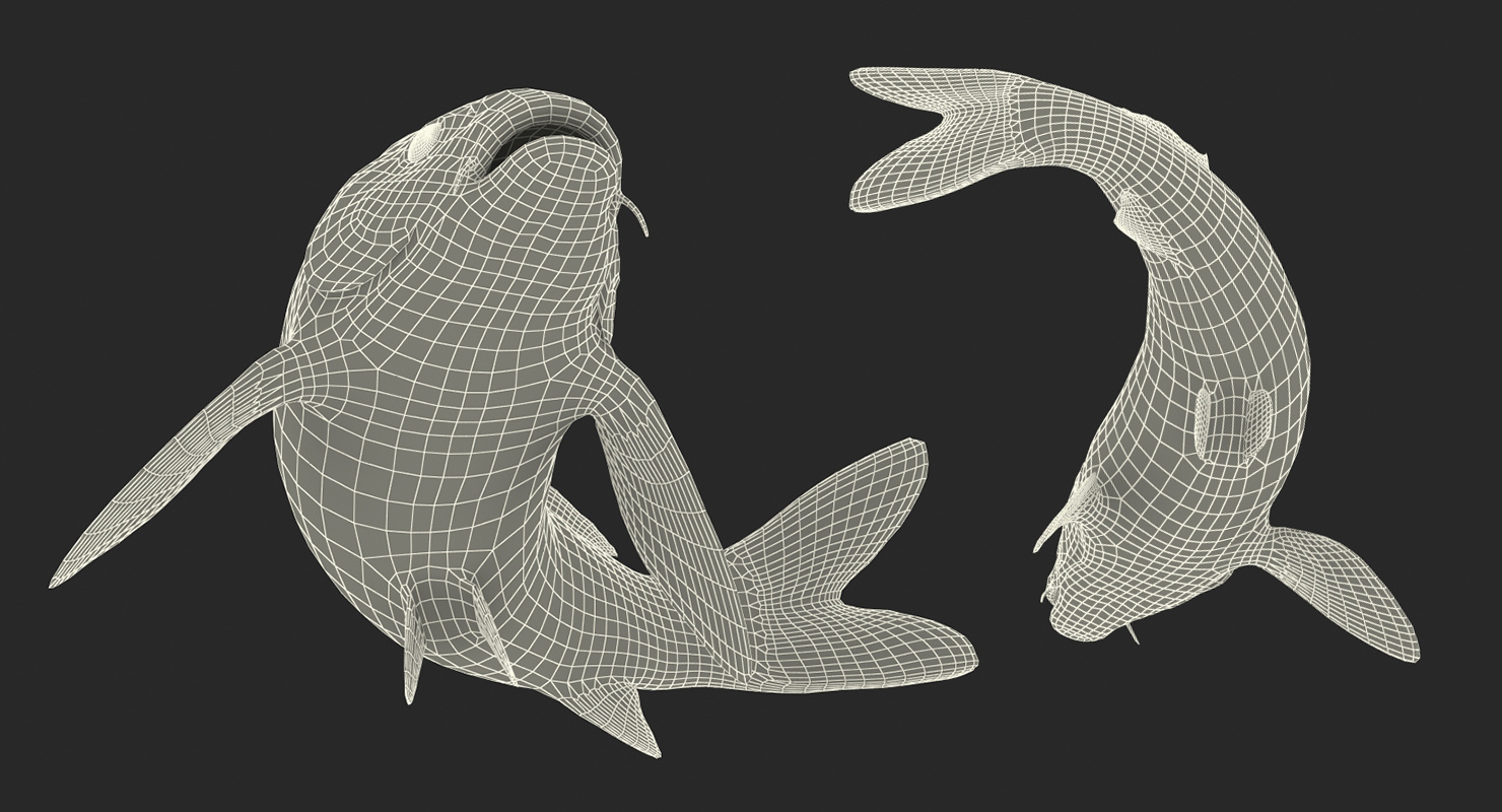 3D Koi Fish Swiming Pose