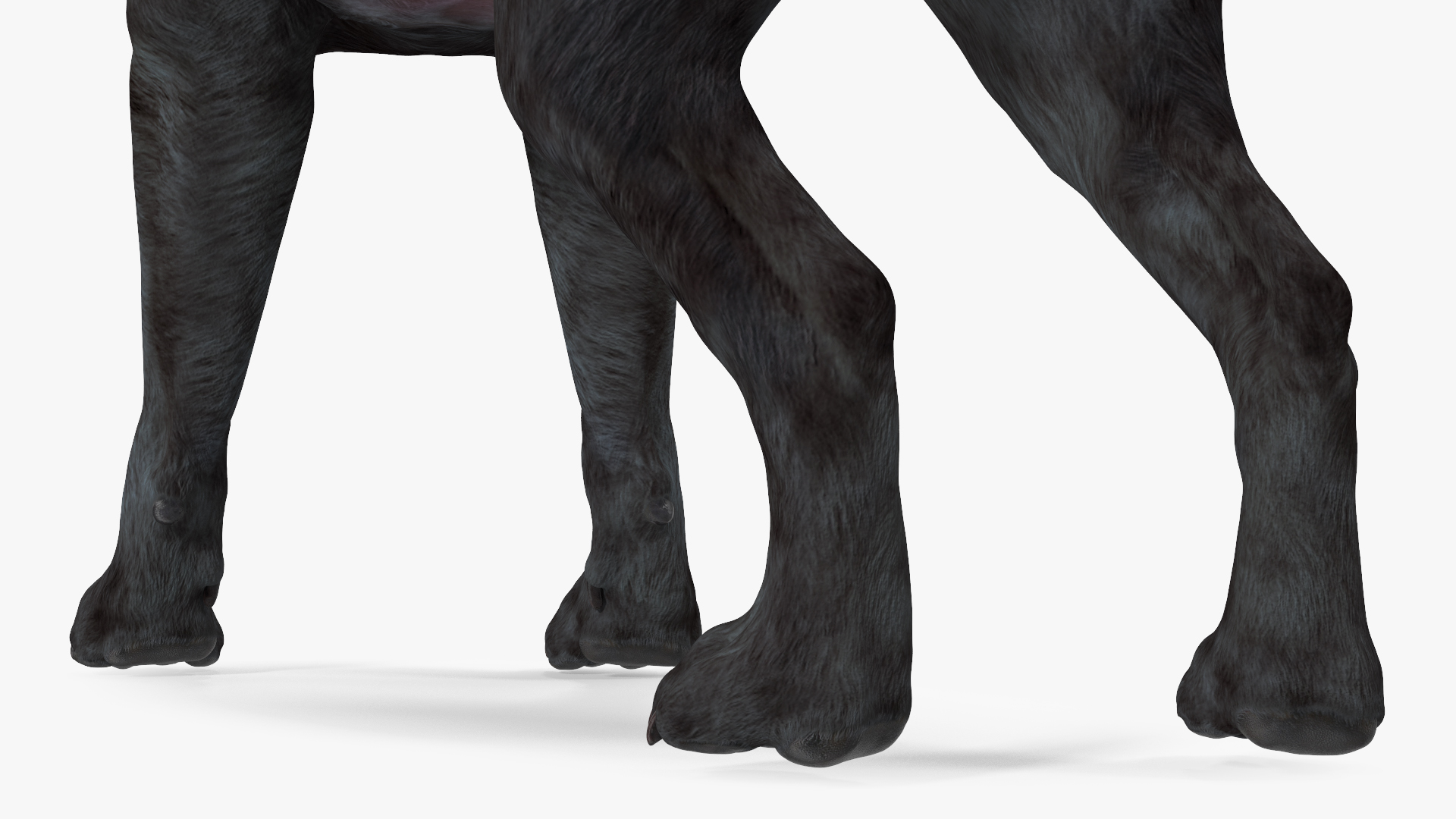 Labrador Dog Black Standing 3D