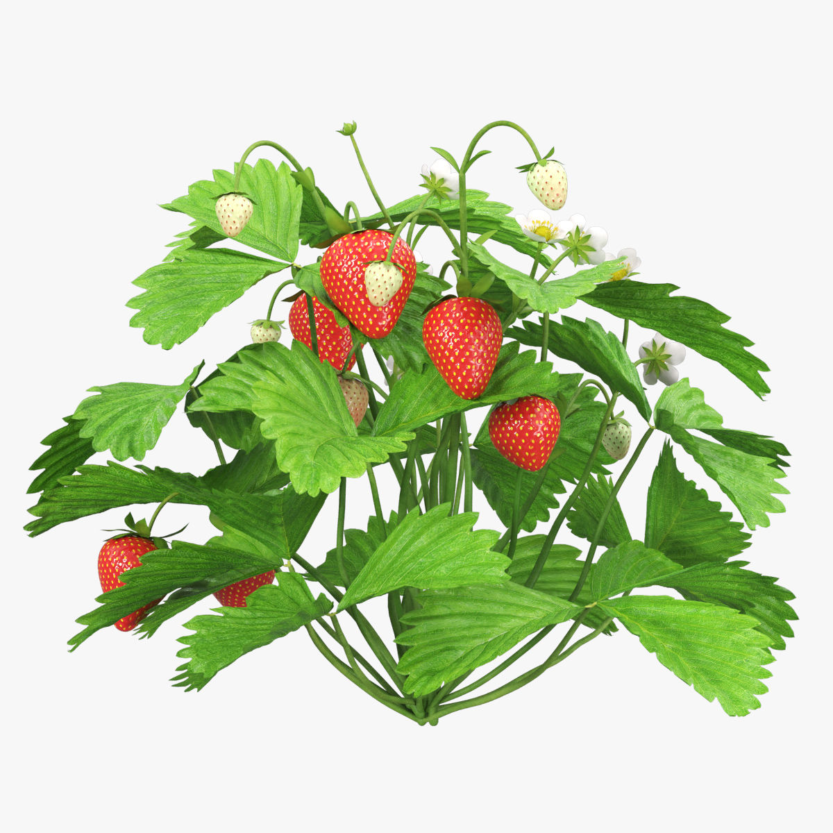 Bush Strawberry Plant with Fruits 3D model preview