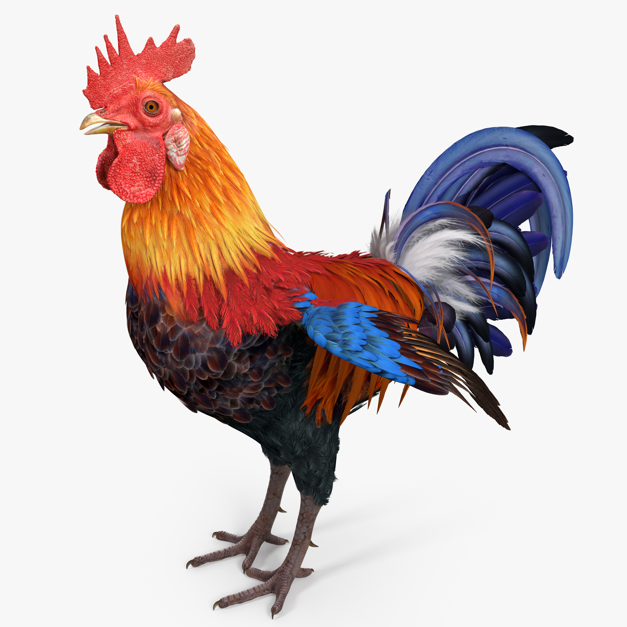 Rooster, view 4