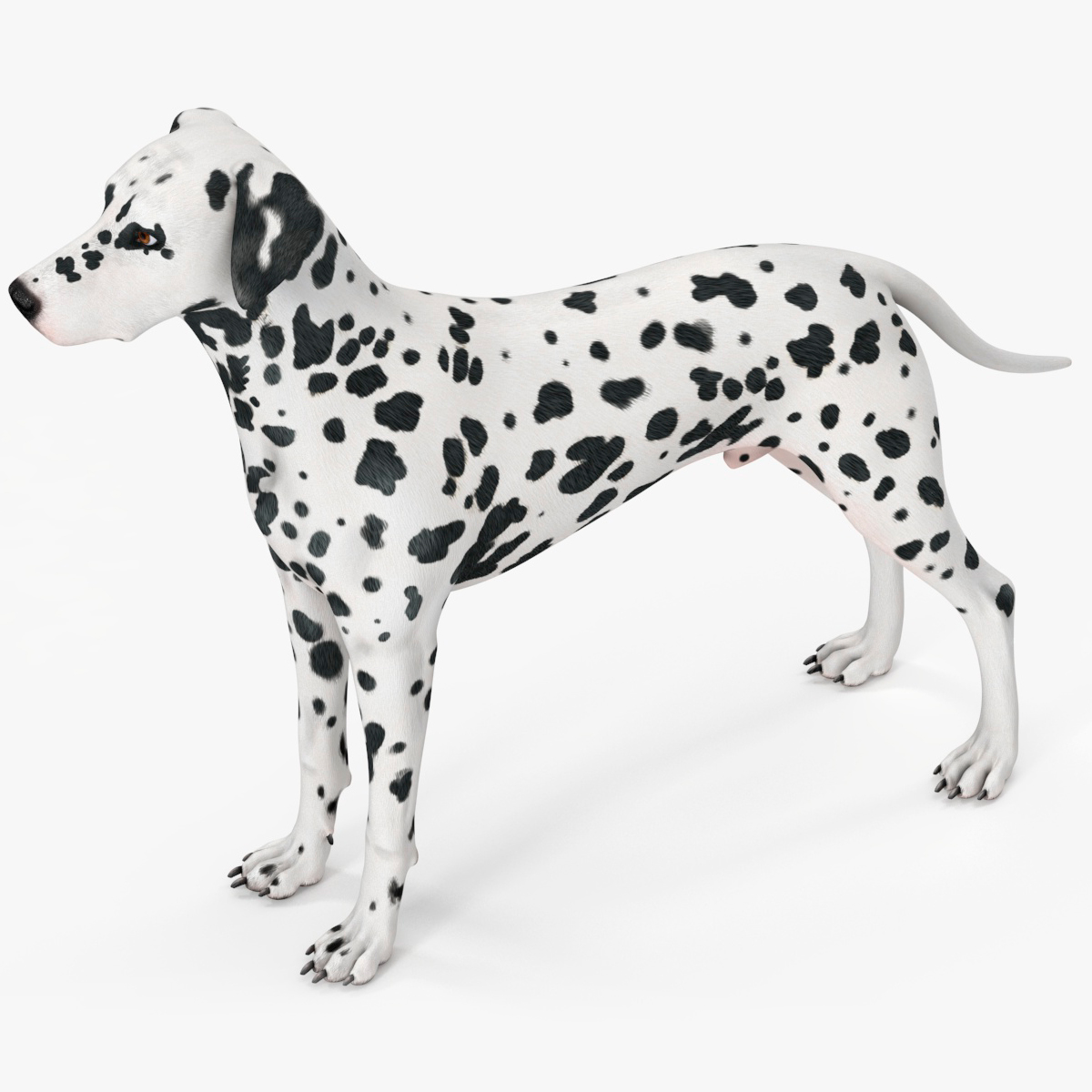 Spotted Dalmatian Dog Rigged for Maya 3D