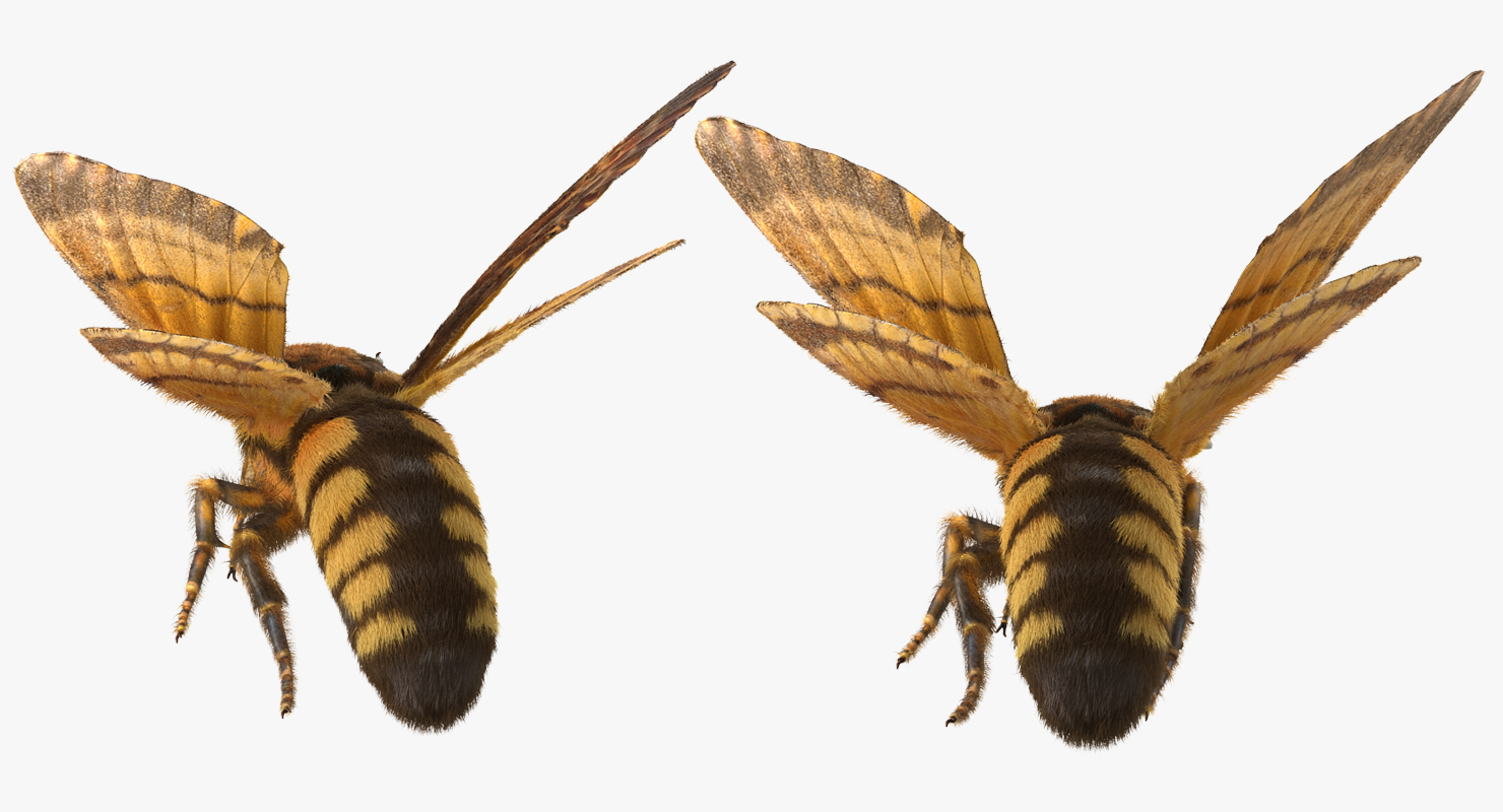 Greater Deaths Head Hawkmoth flying Pose with Fur 3D model