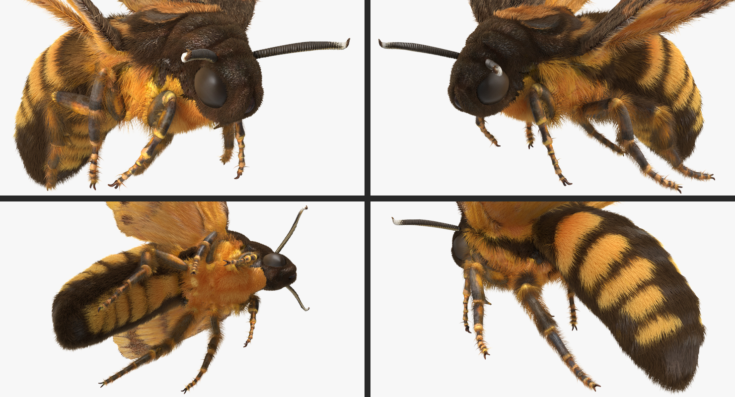 Greater Deaths Head Hawkmoth flying Pose with Fur 3D model