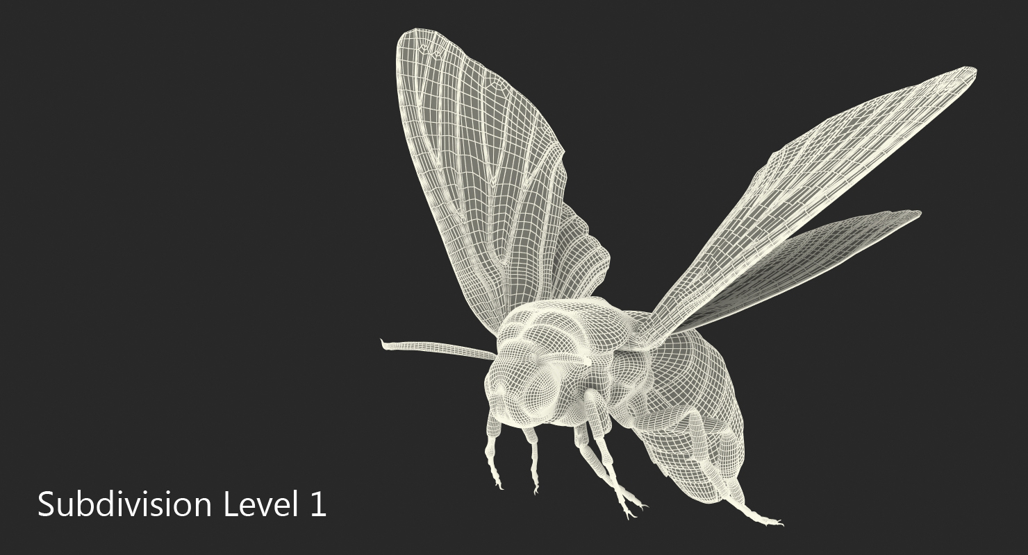 Greater Deaths Head Hawkmoth flying Pose with Fur 3D model