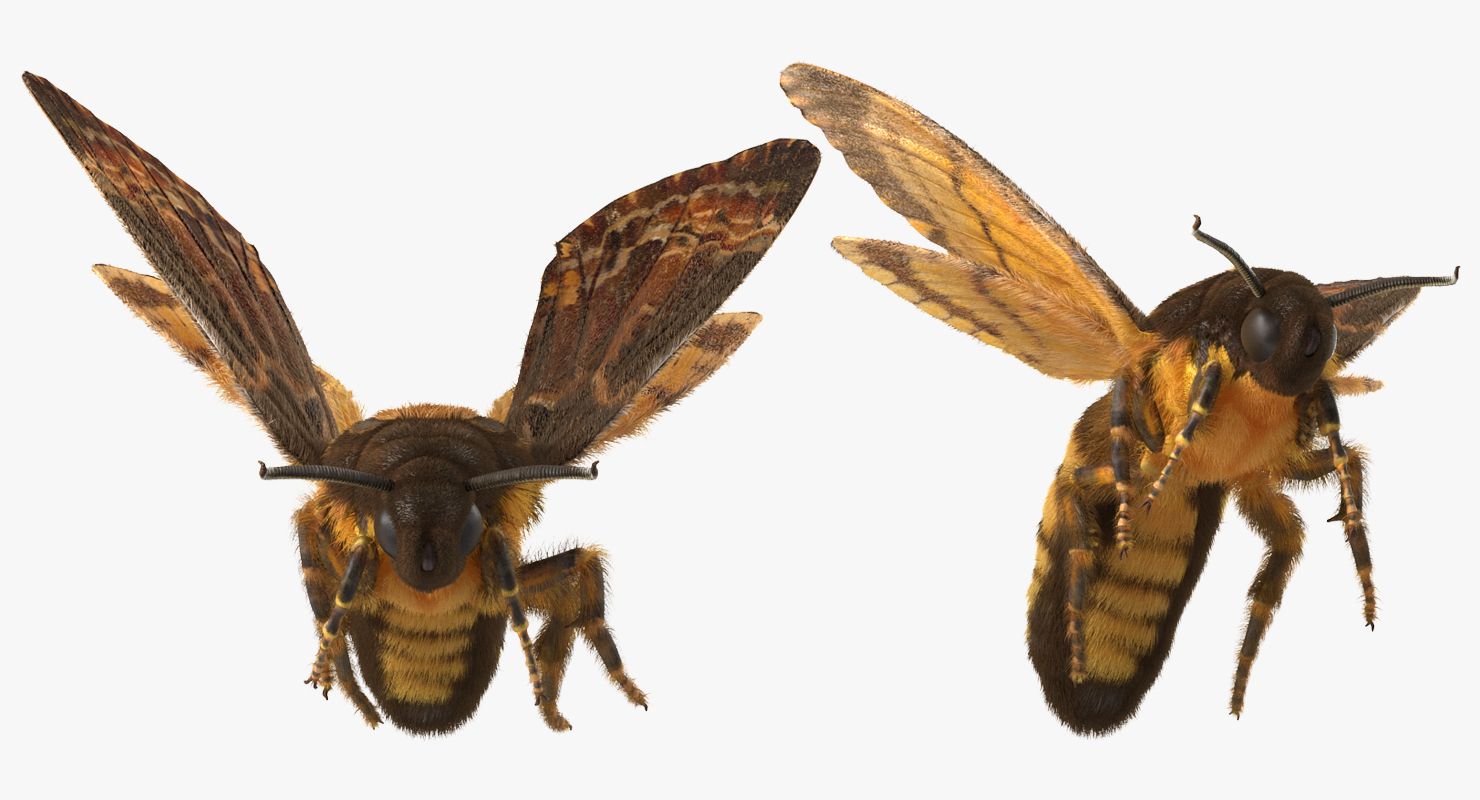 Greater Deaths Head Hawkmoth flying Pose with Fur 3D model