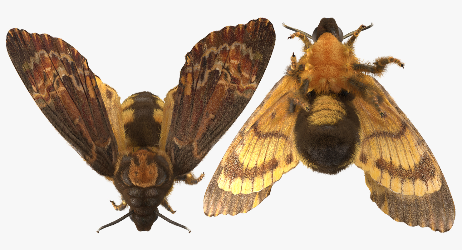Greater Deaths Head Hawkmoth flying Pose with Fur 3D model