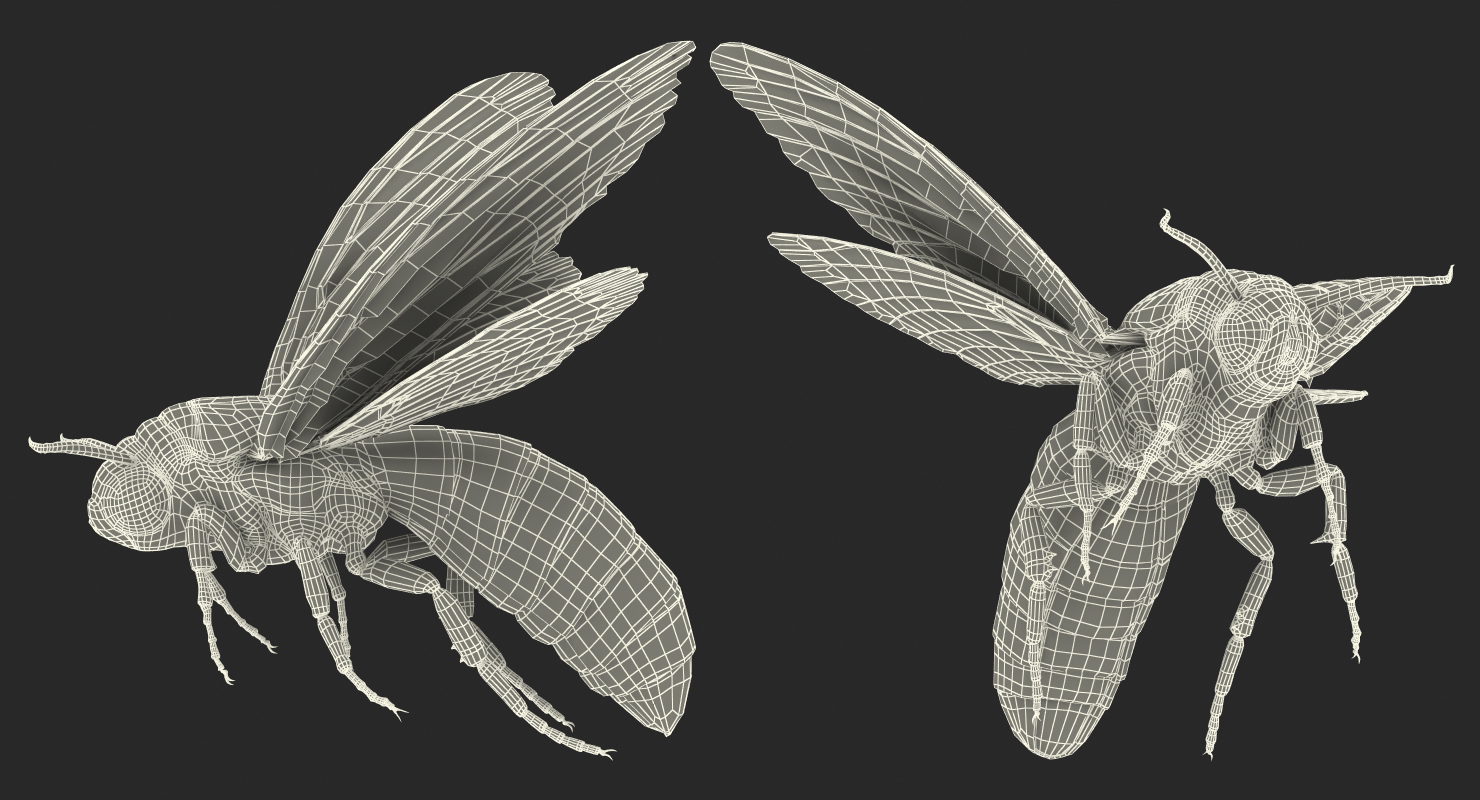 Greater Deaths Head Hawkmoth flying Pose with Fur 3D model