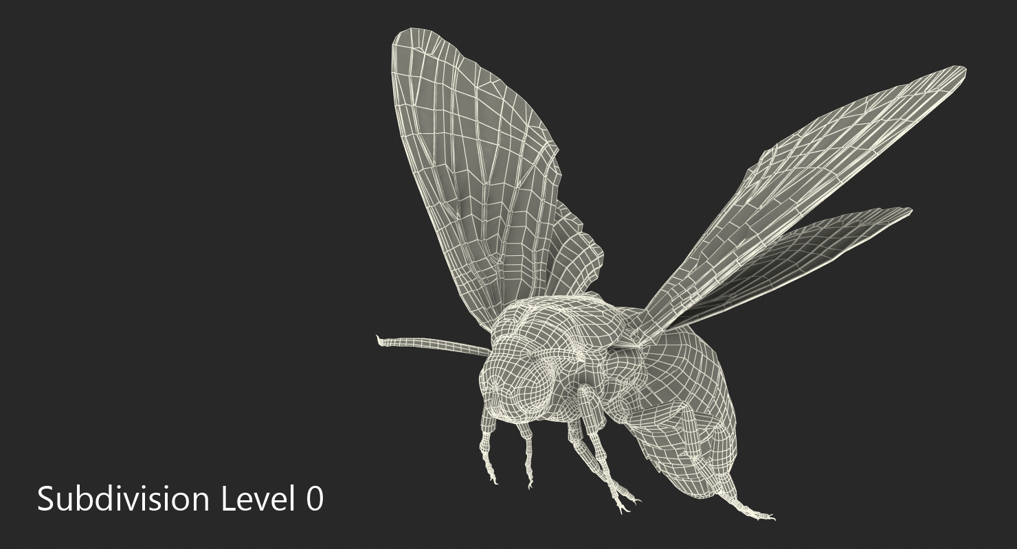 Greater Deaths Head Hawkmoth flying Pose with Fur 3D model