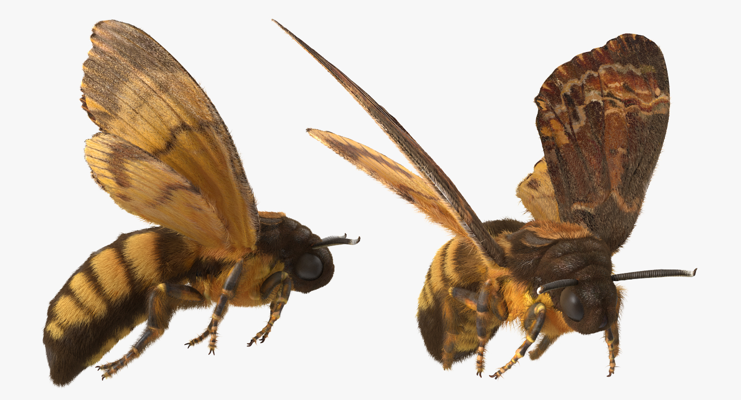 Greater Deaths Head Hawkmoth flying Pose with Fur 3D model
