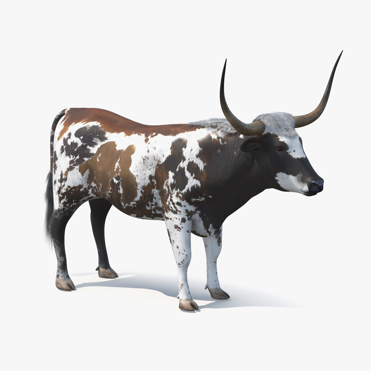 Texas Longhorn Mottled Brown Rigged for Maya 3D model