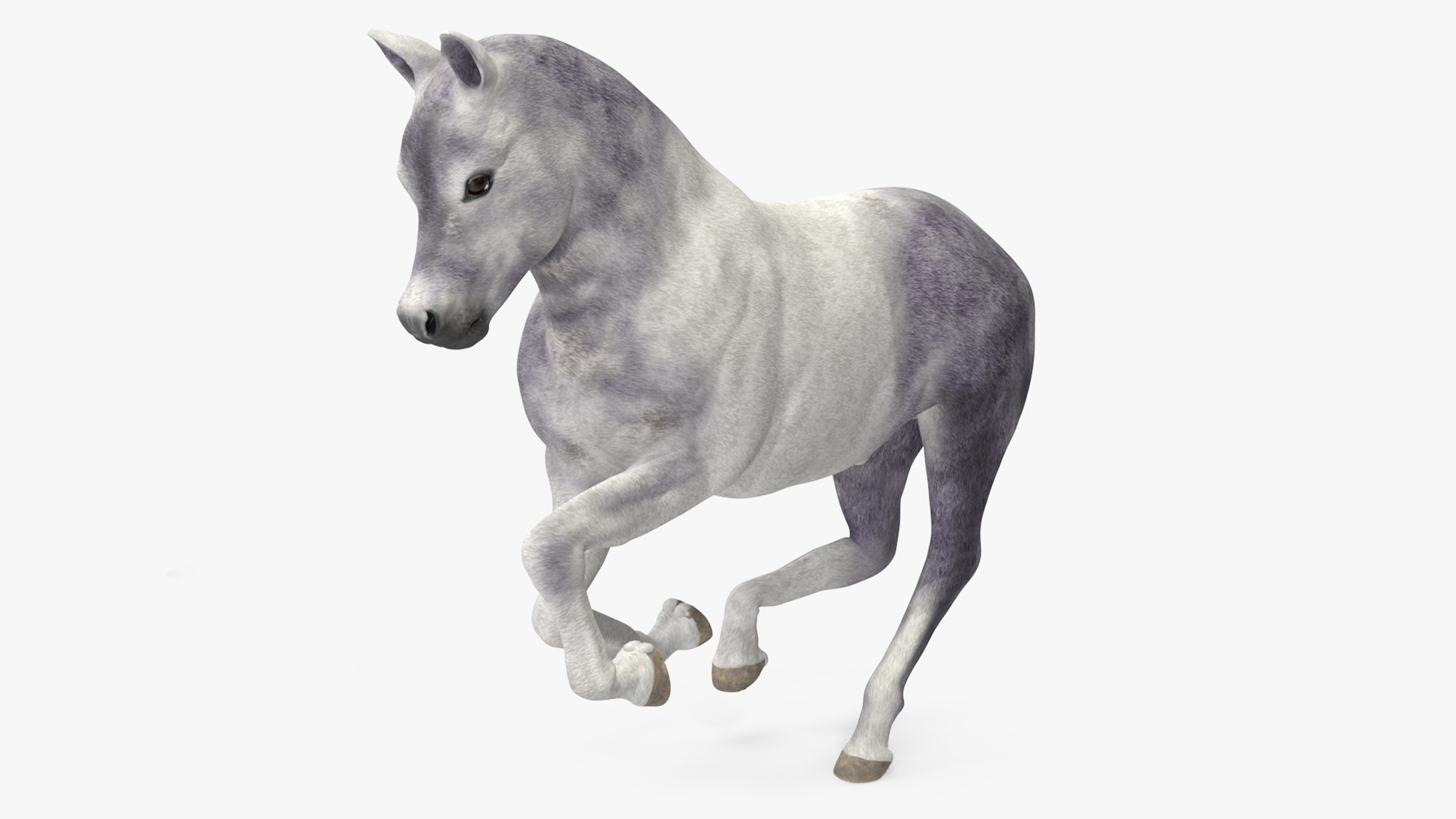 3D model Shetland Pony White Rigged for Maya