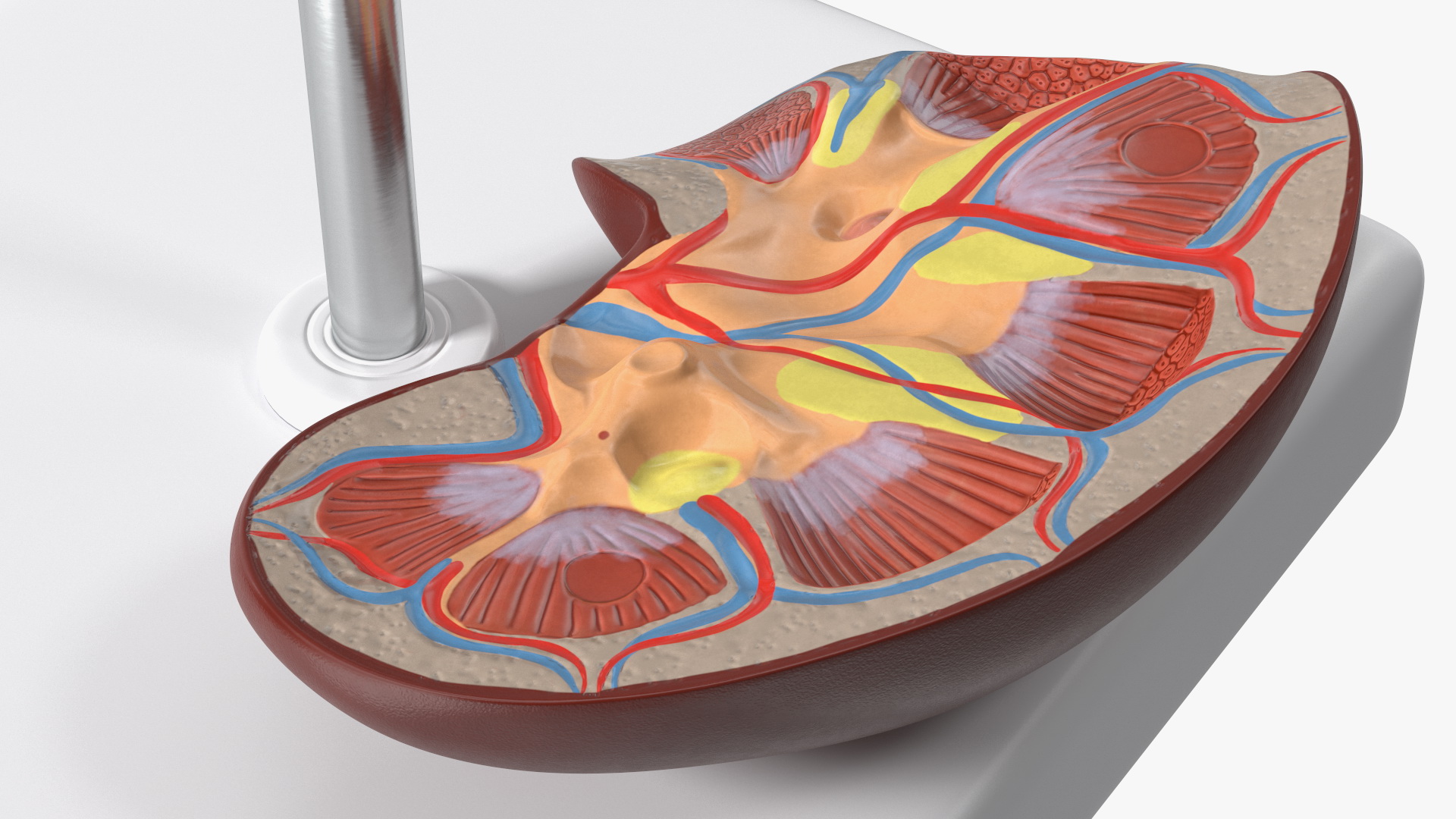 3D Kidney Anatomical Model model