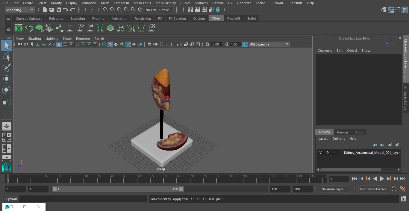 3D Kidney Anatomical Model model