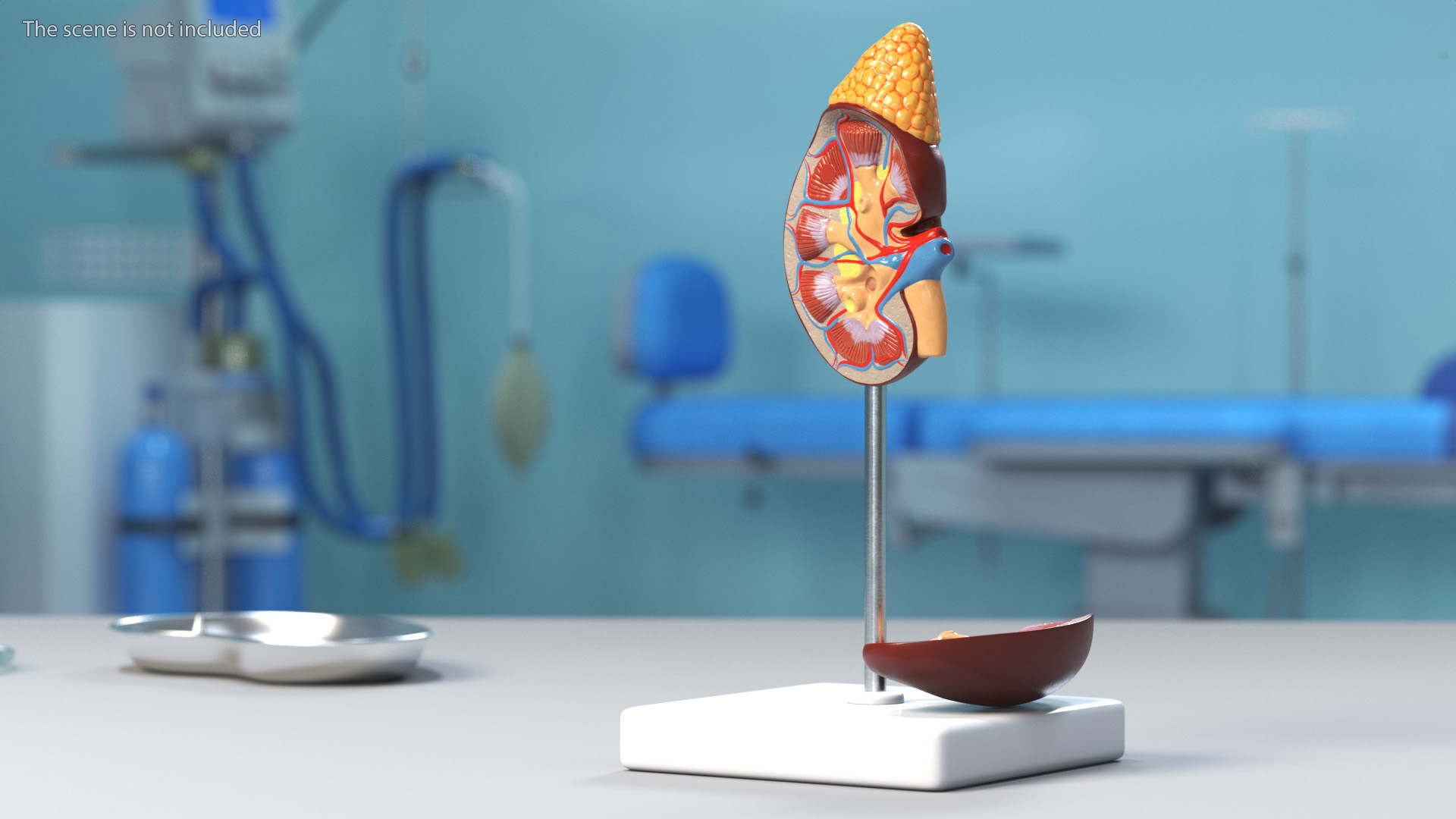 3D Kidney Anatomical Model model