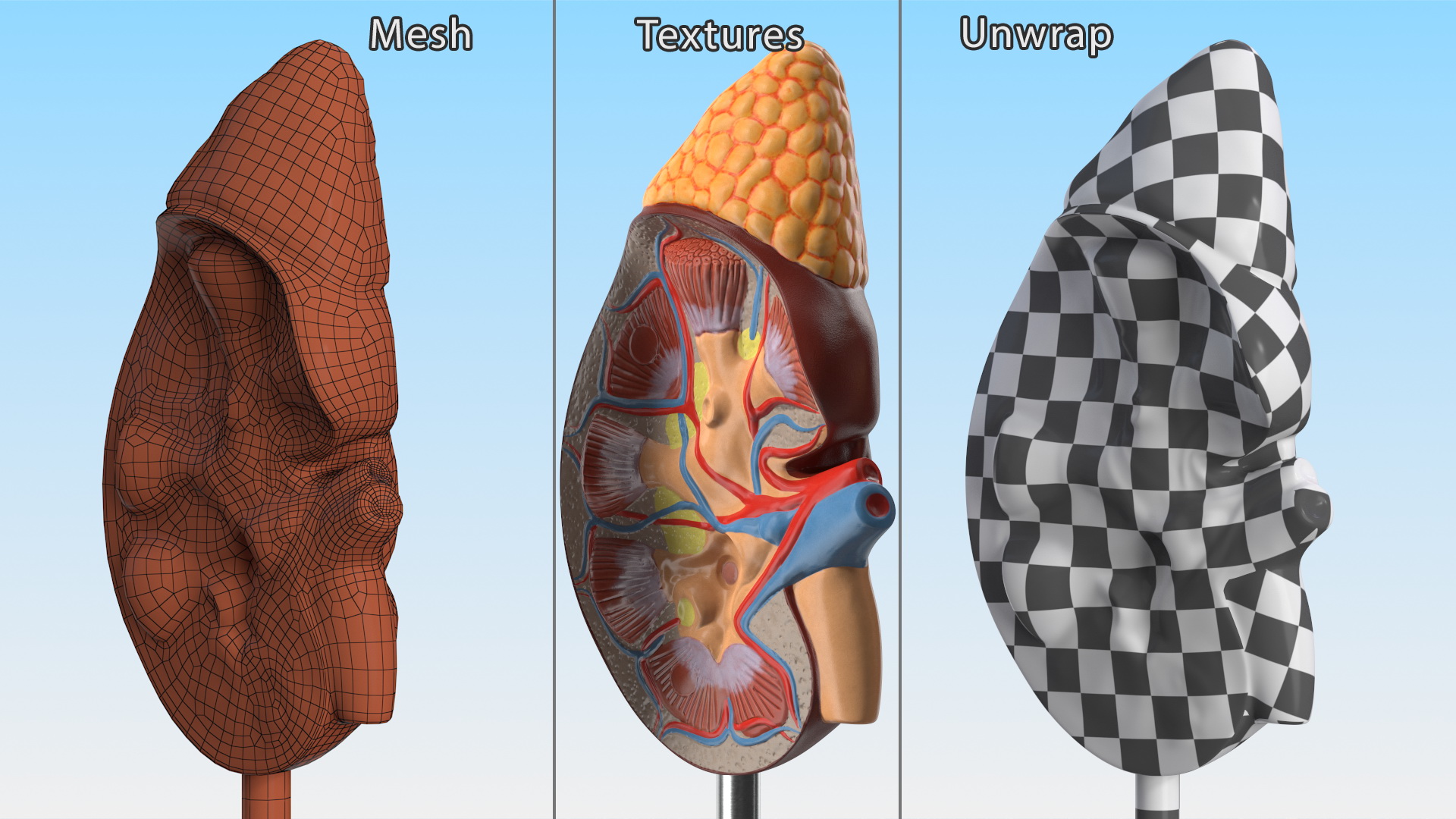 3D Kidney Anatomical Model model
