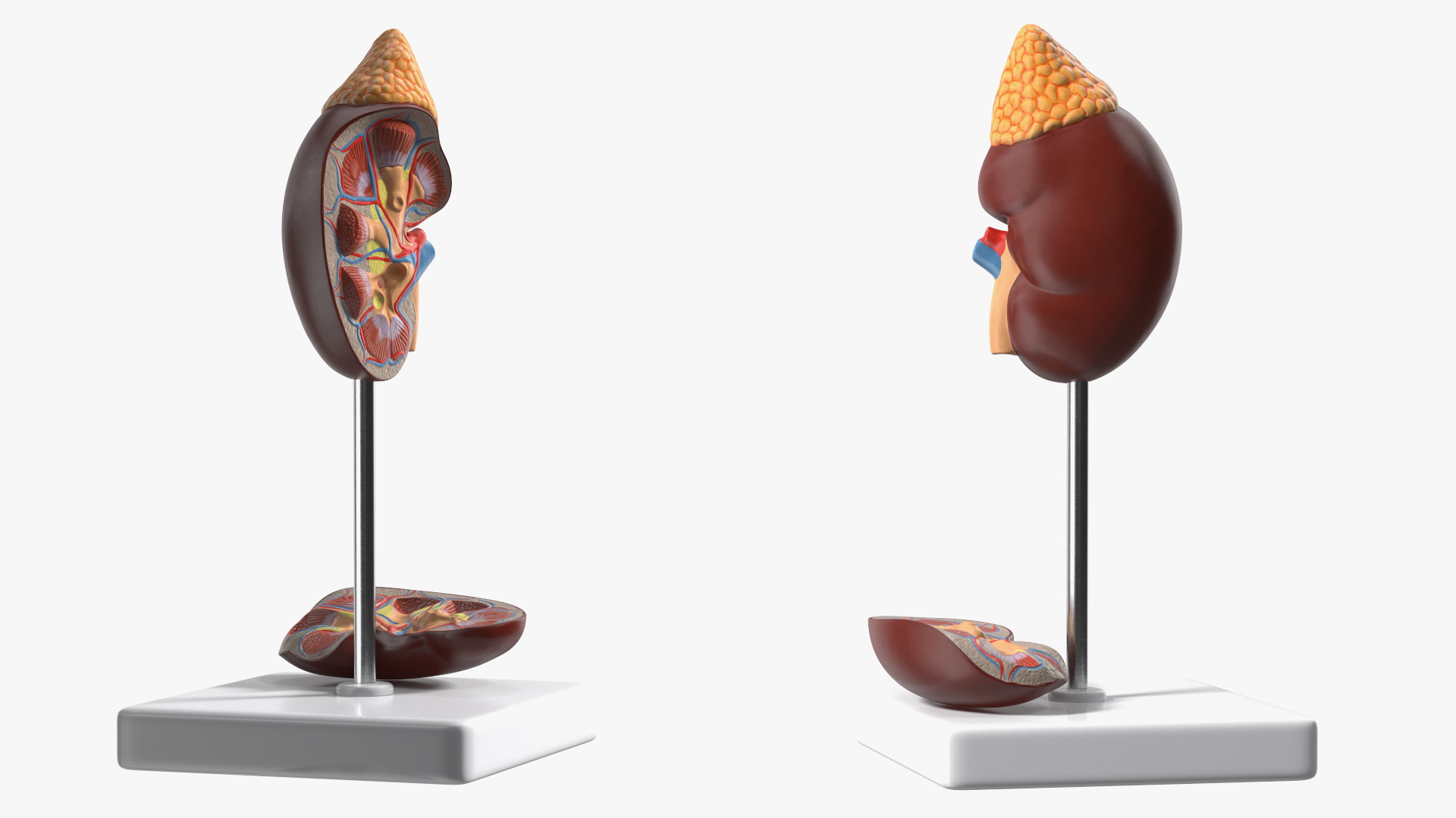 3D Kidney Anatomical Model model