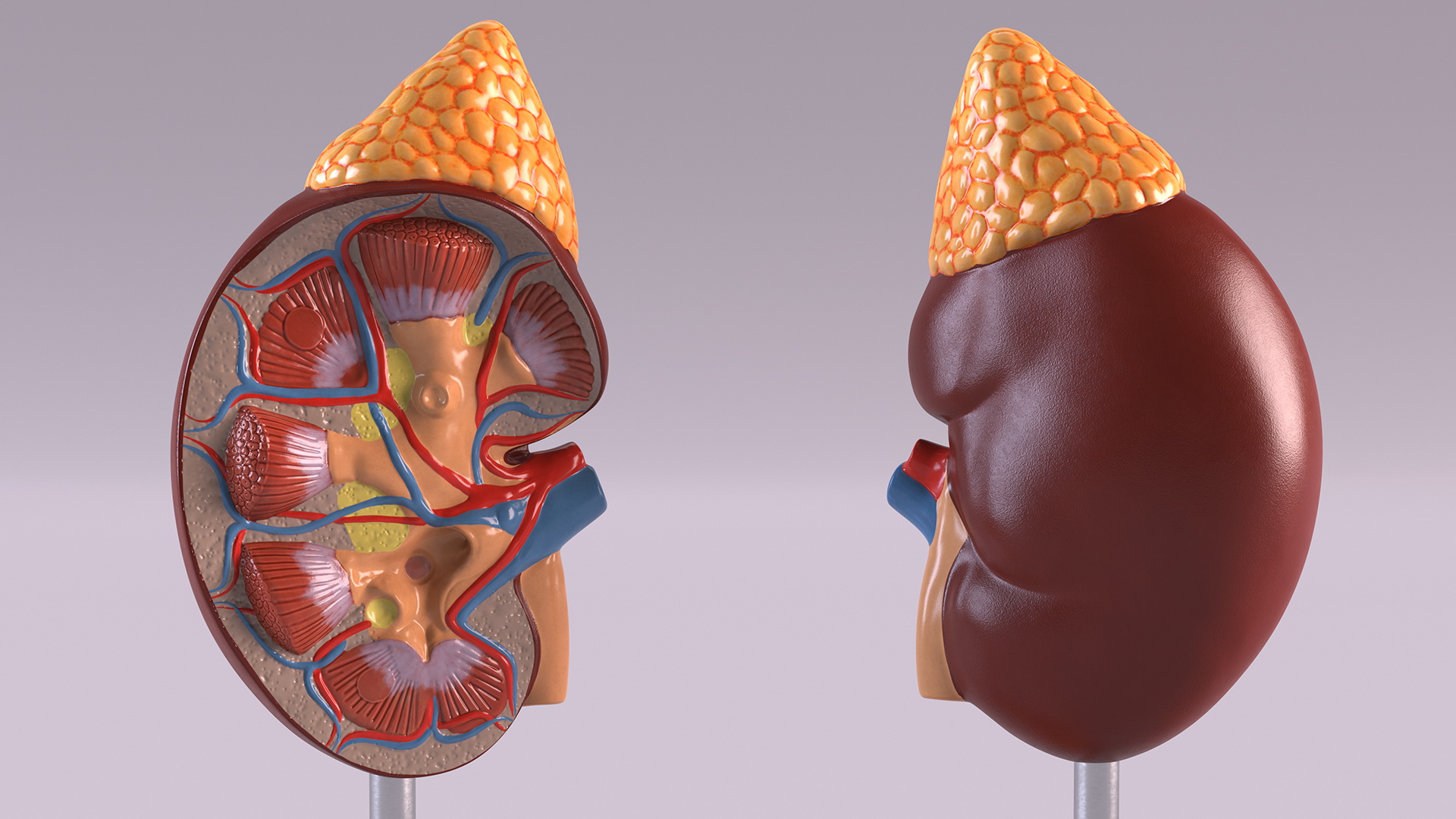 3D Kidney Anatomical Model model