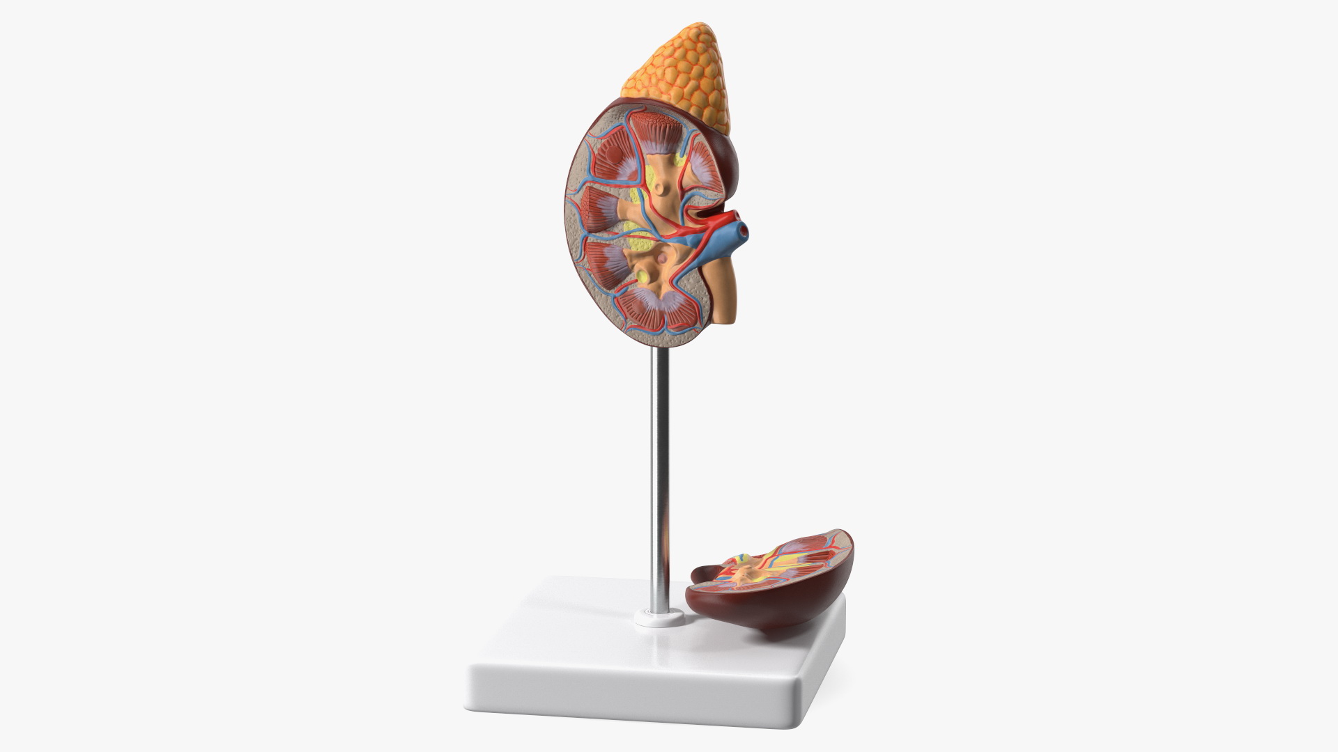 3D Kidney Anatomical Model model