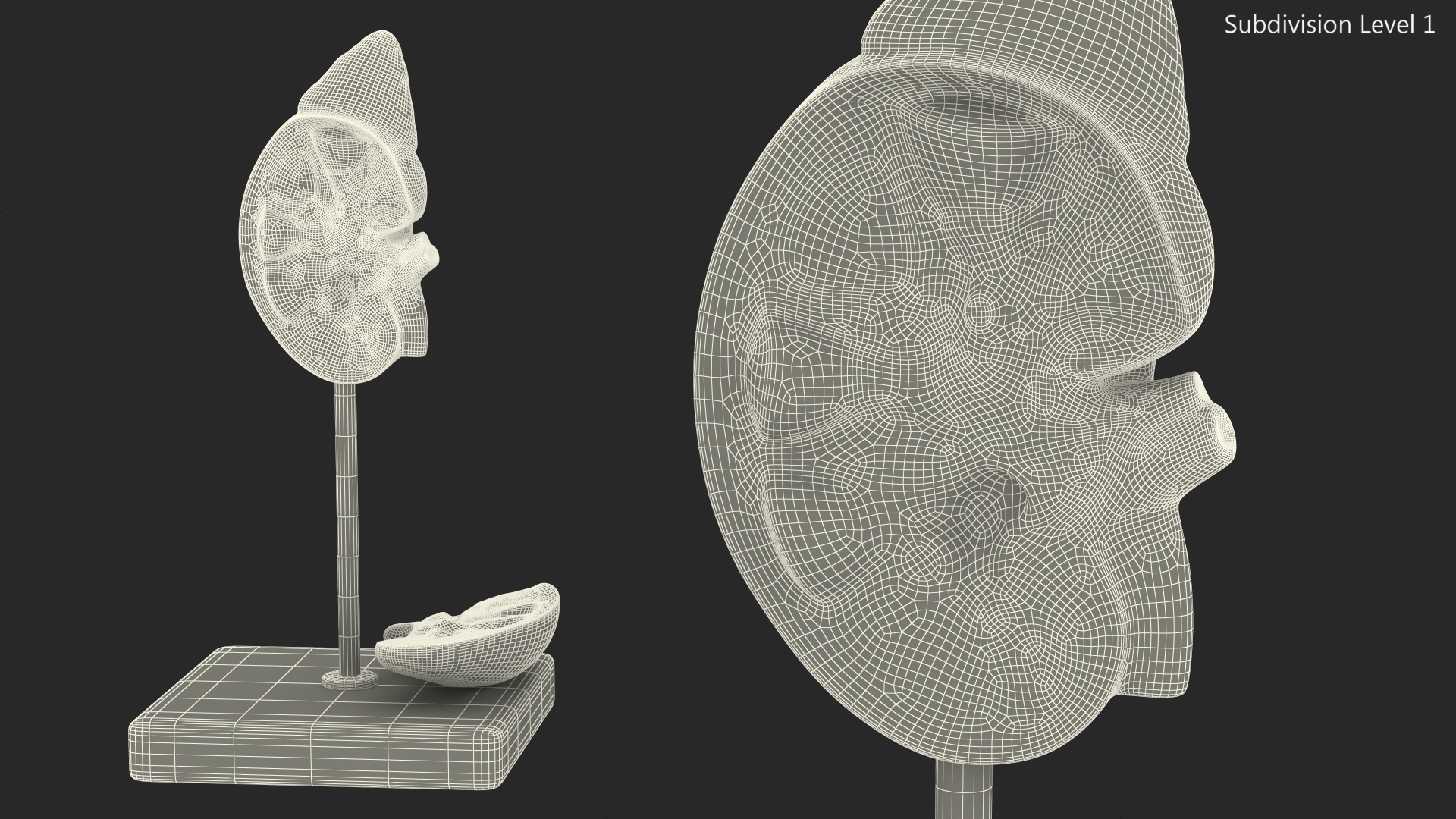 3D Kidney Anatomical Model model