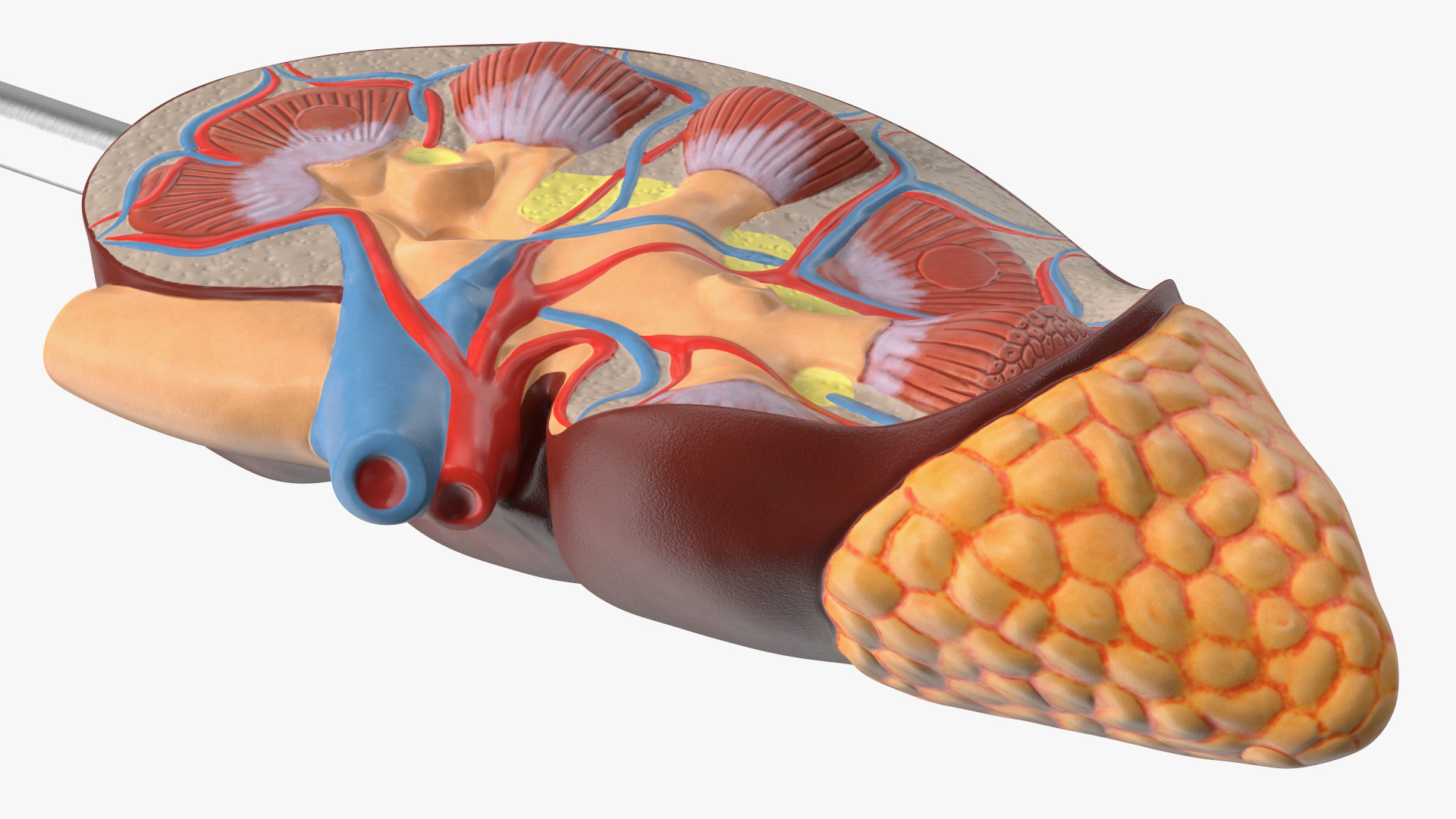 3D Kidney Anatomical Model model