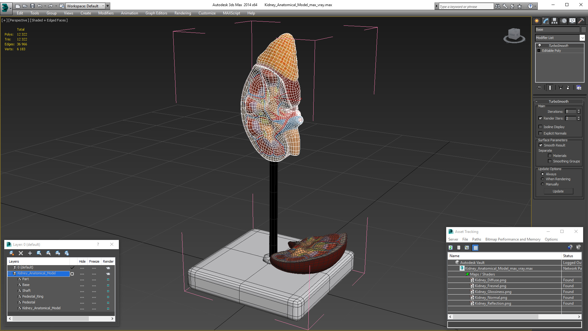 3D Kidney Anatomical Model model