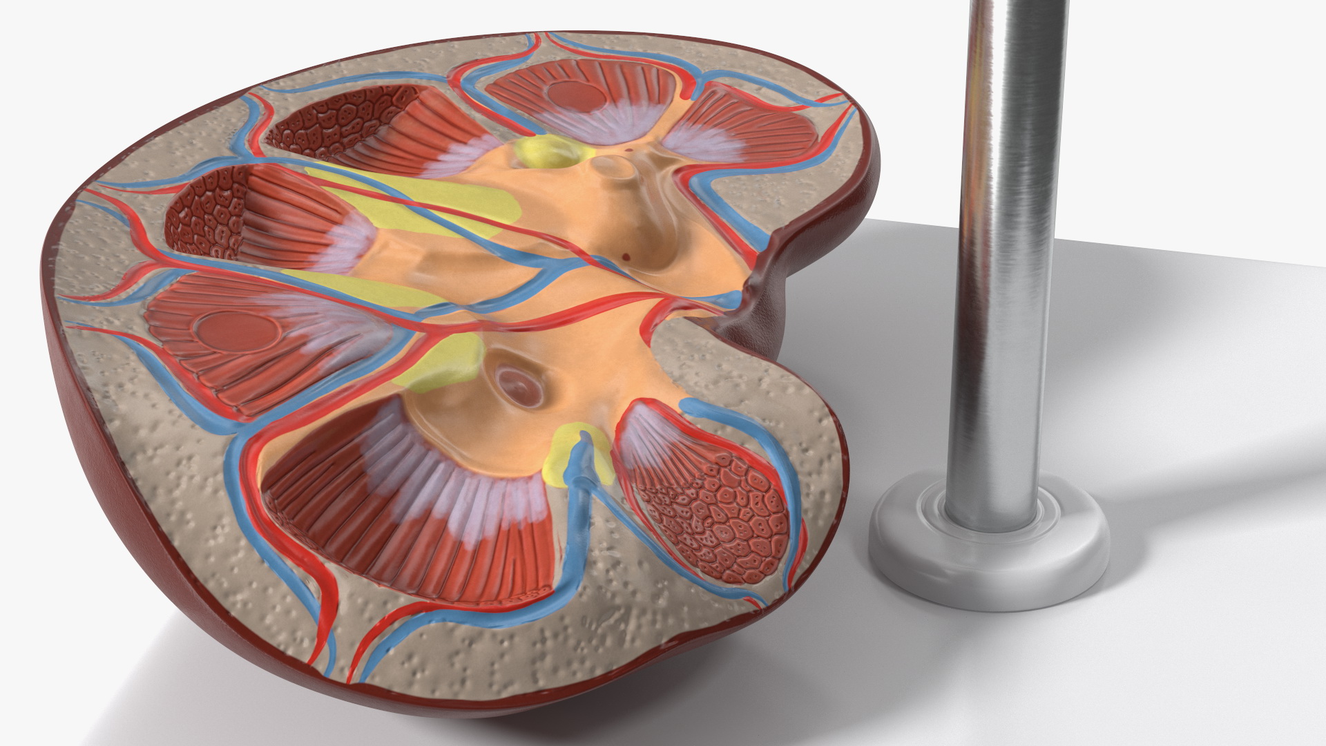 3D Kidney Anatomical Model model