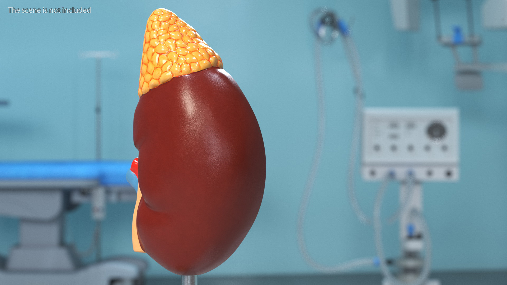 3D Kidney Anatomical Model model