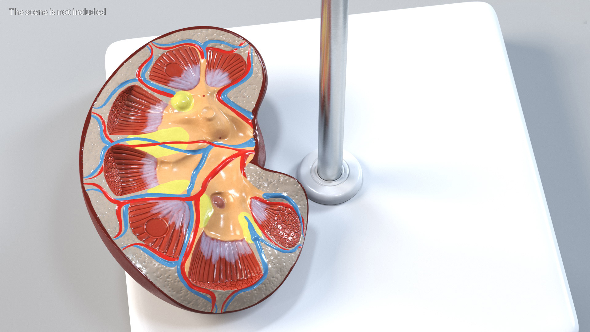 3D Kidney Anatomical Model model