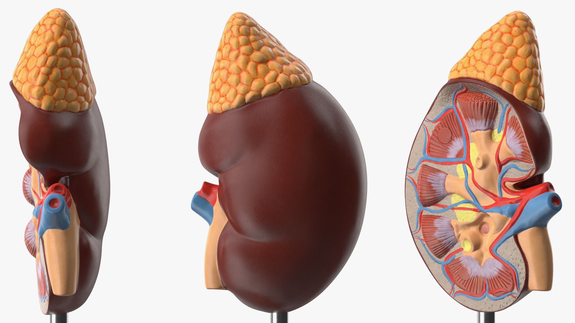 3D Kidney Anatomical Model model